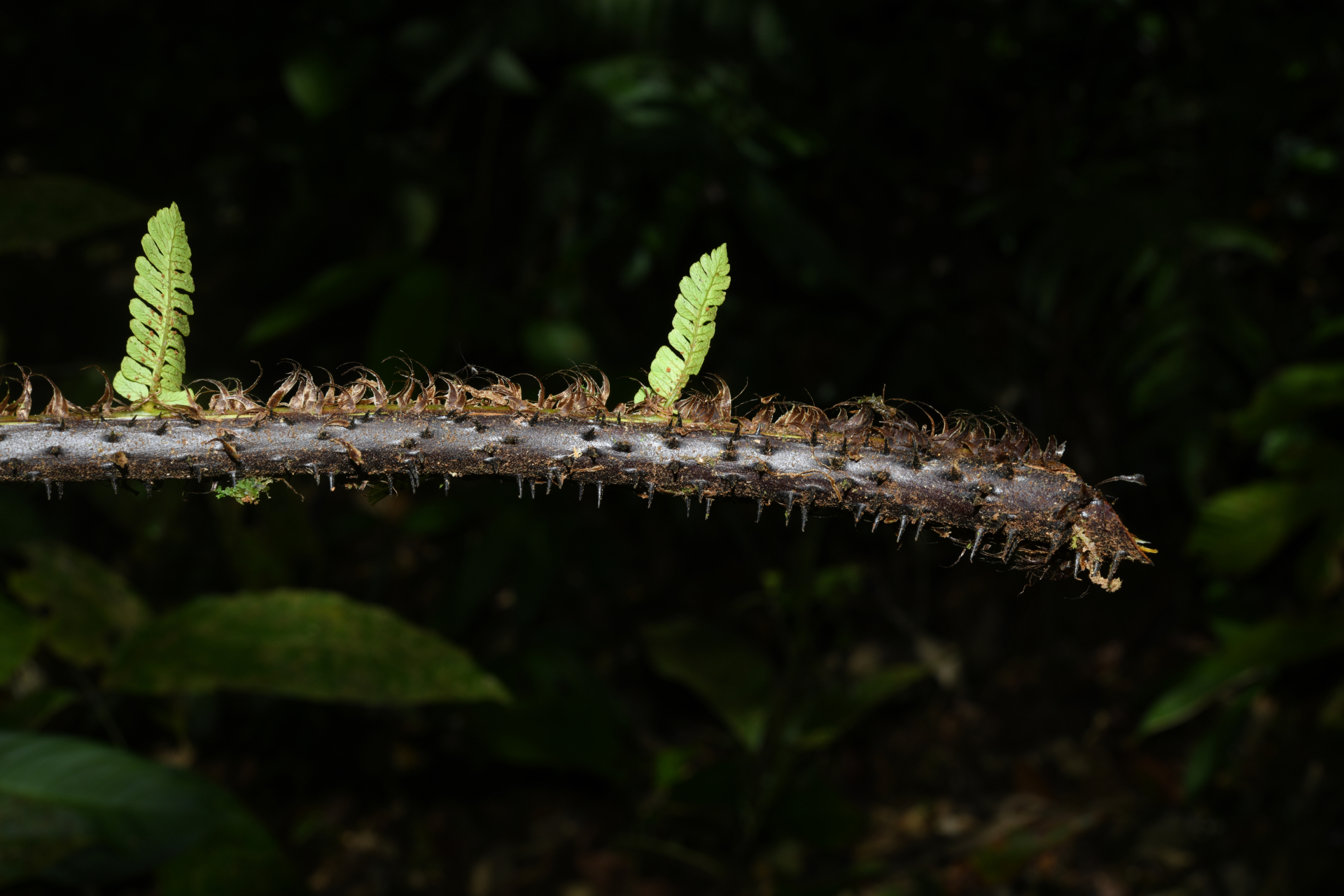Cyathea oblonga (Klotzsch) Domin - Photo Bivouac Naturaliste