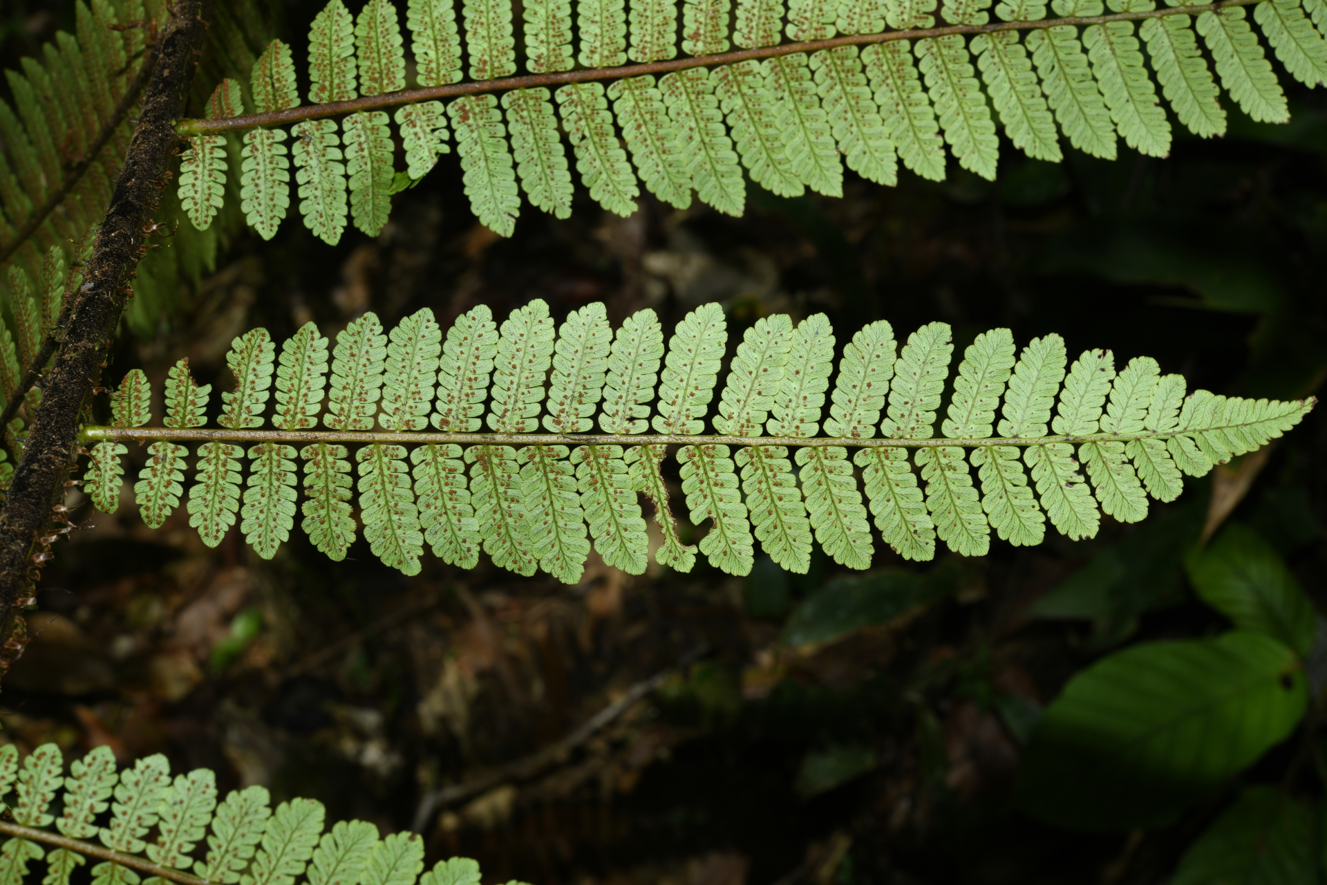 Cyathea oblonga (Klotzsch) Domin - Photo Bivouac Naturaliste