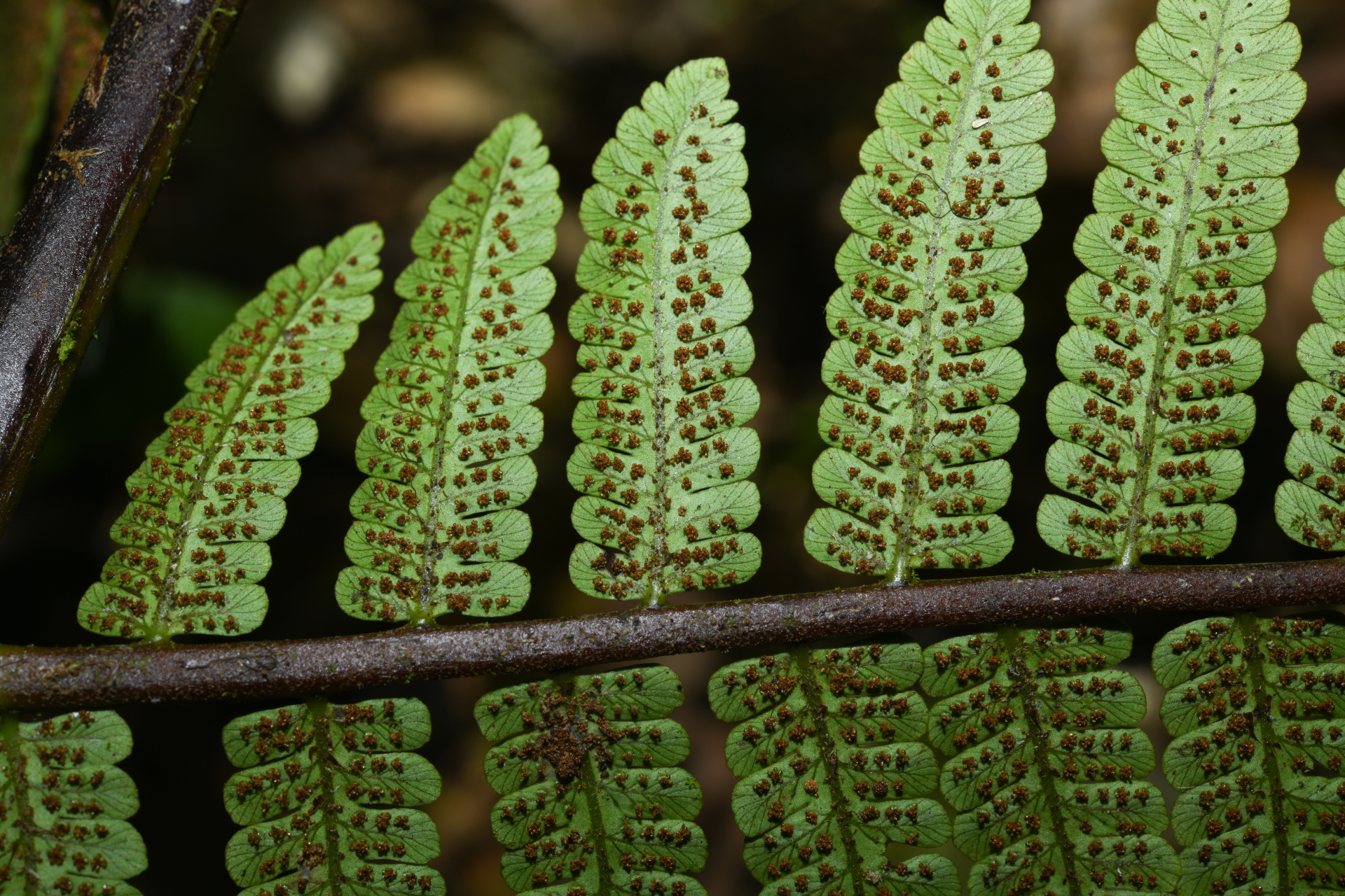 Cyathea oblonga (Klotzsch) Domin - Photo Bivouac Naturaliste