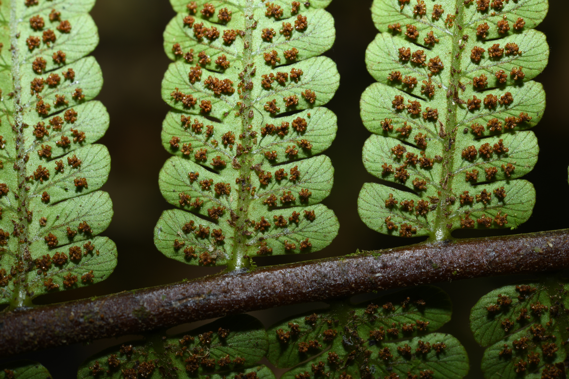 Cyathea oblonga (Klotzsch) Domin - Photo Bivouac Naturaliste