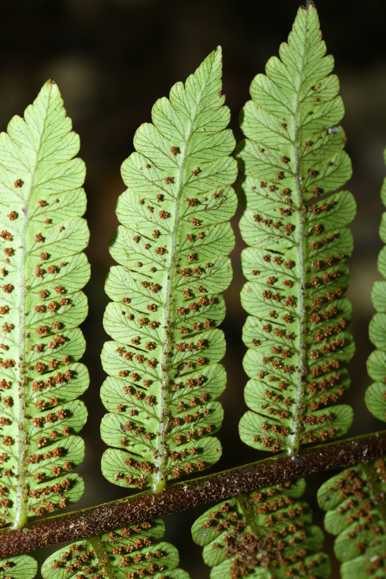 Cyathea oblonga (Klotzsch) Domin - Photo Bivouac Naturaliste