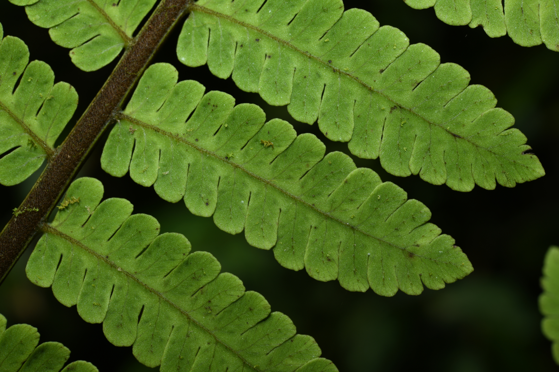 Cyathea oblonga (Klotzsch) Domin - Photo Bivouac Naturaliste