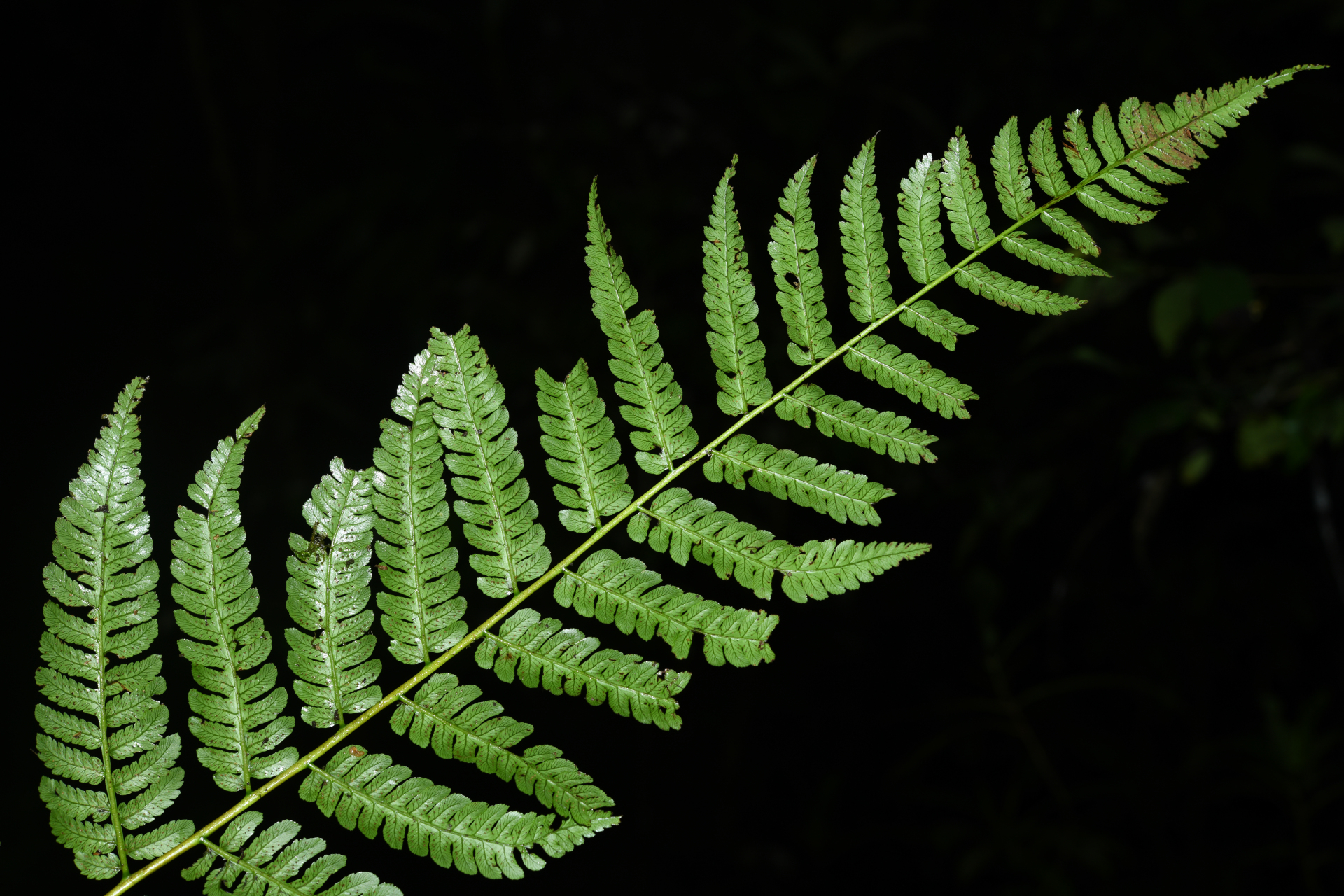 Cyathea oblonga (Klotzsch) Domin - Photo Bivouac Naturaliste