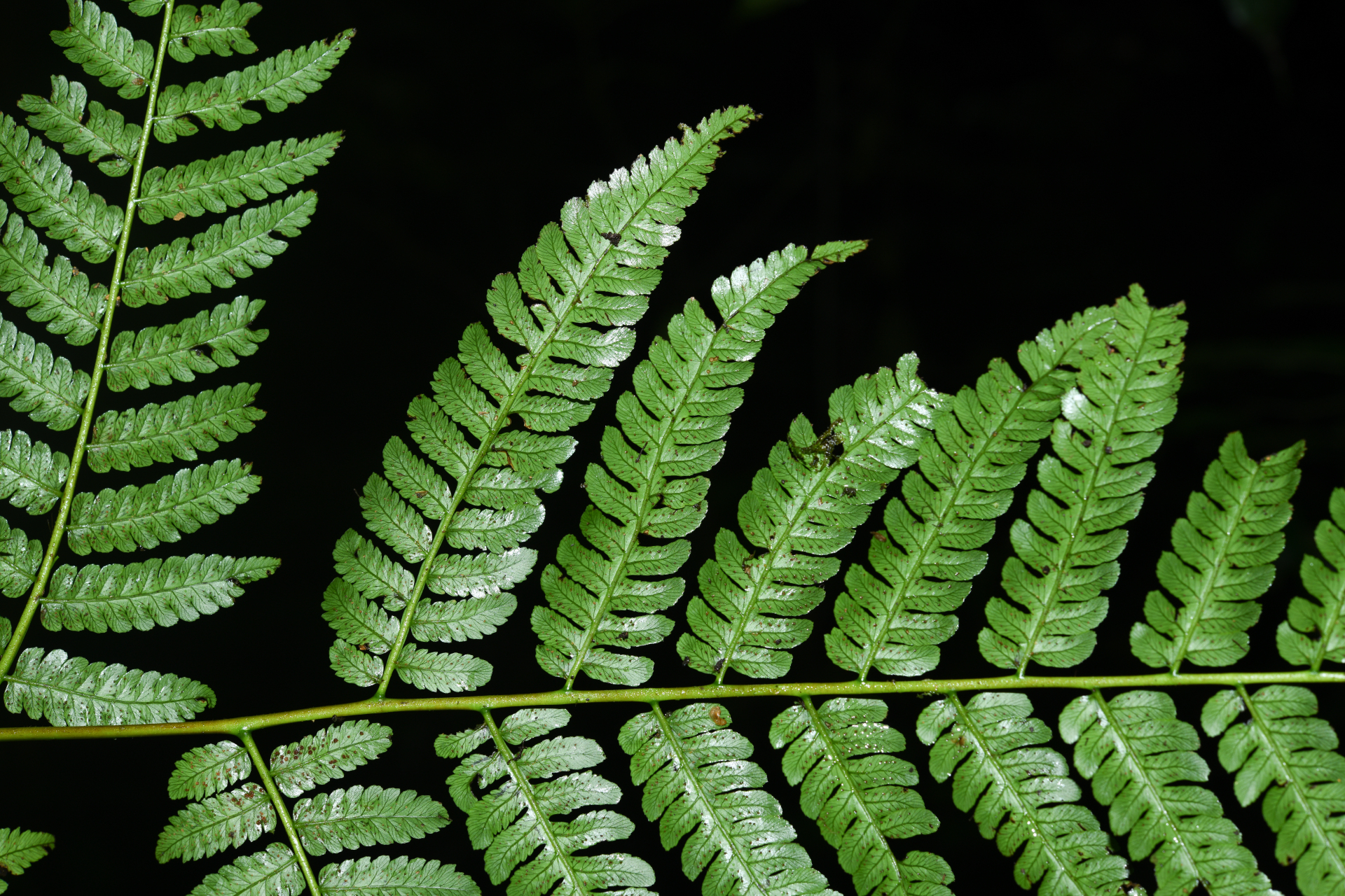 Cyathea oblonga (Klotzsch) Domin - Photo Bivouac Naturaliste