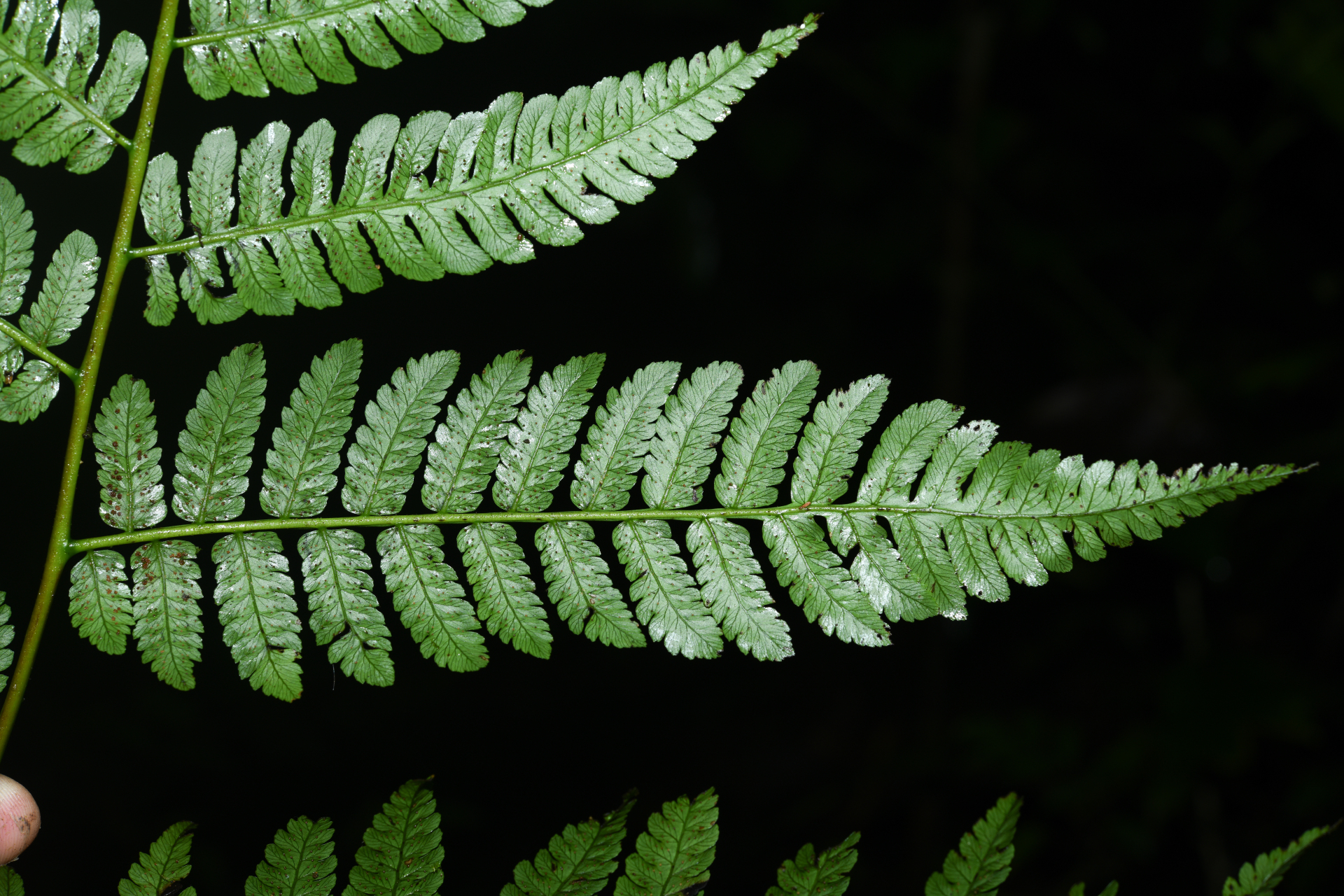 Cyathea oblonga (Klotzsch) Domin - Photo Bivouac Naturaliste