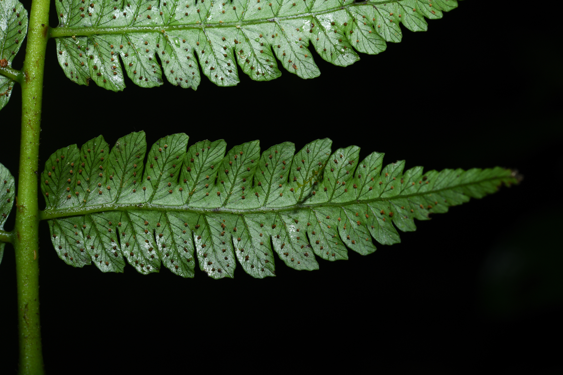 Cyathea oblonga (Klotzsch) Domin - Photo Bivouac Naturaliste
