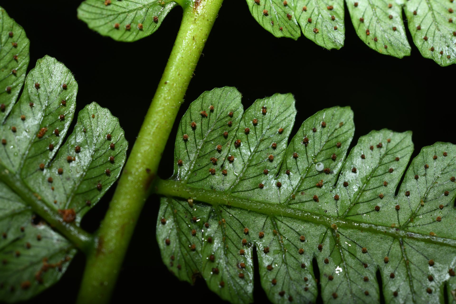 Cyathea oblonga (Klotzsch) Domin - Photo Bivouac Naturaliste
