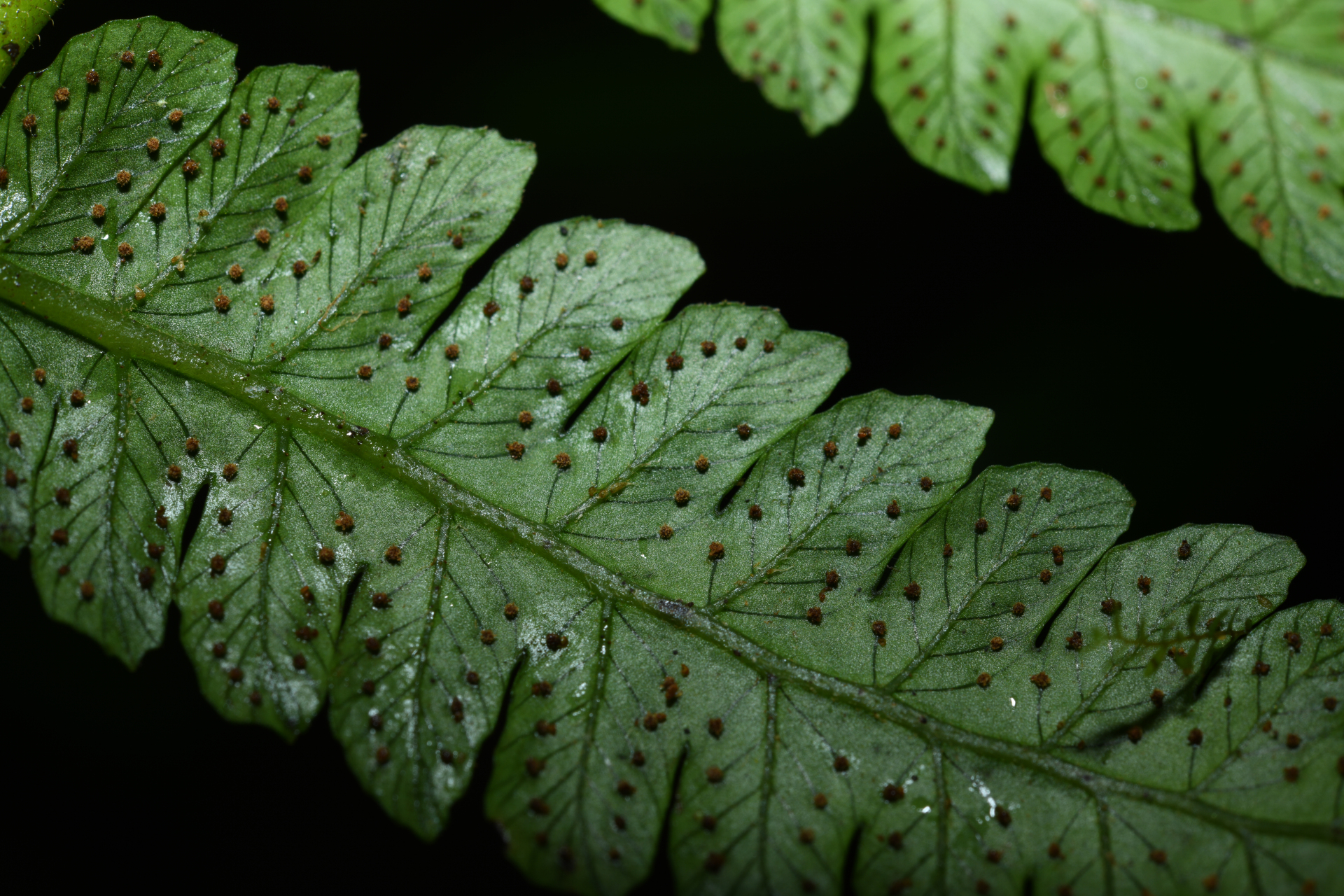 Cyathea oblonga (Klotzsch) Domin - Photo Bivouac Naturaliste