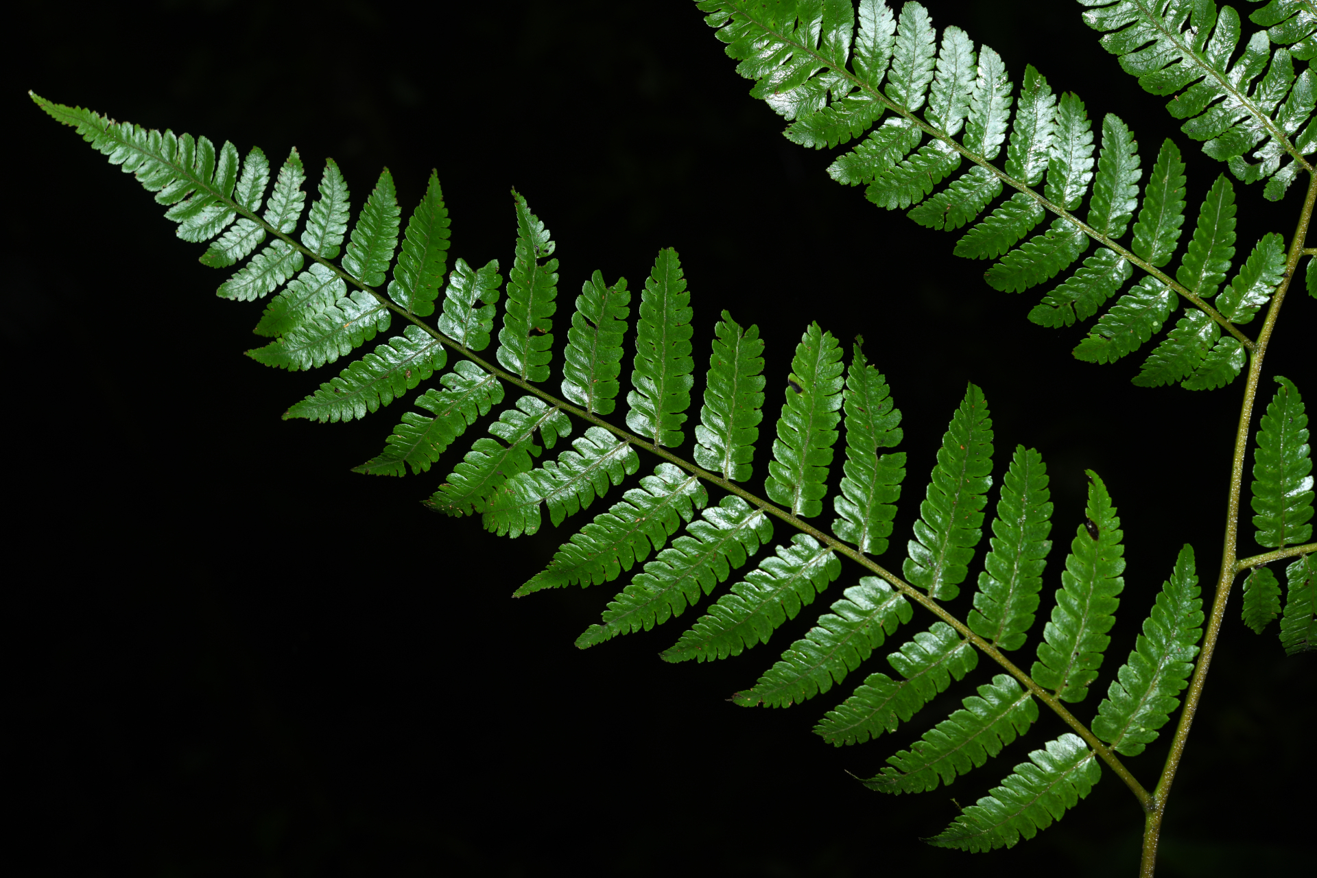 Cyathea oblonga (Klotzsch) Domin - Photo Bivouac Naturaliste
