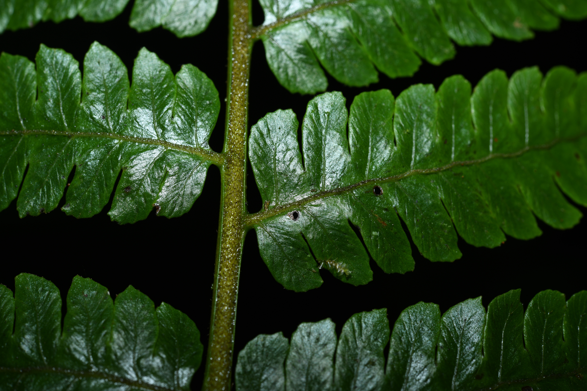 Cyathea oblonga (Klotzsch) Domin - Photo Bivouac Naturaliste