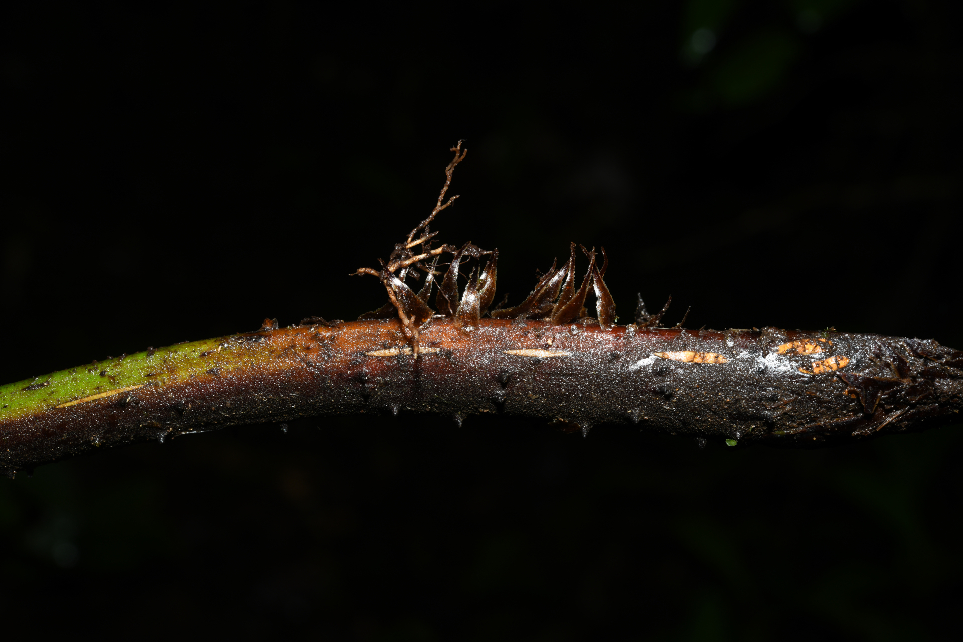 Cyathea oblonga (Klotzsch) Domin - Photo Bivouac Naturaliste
