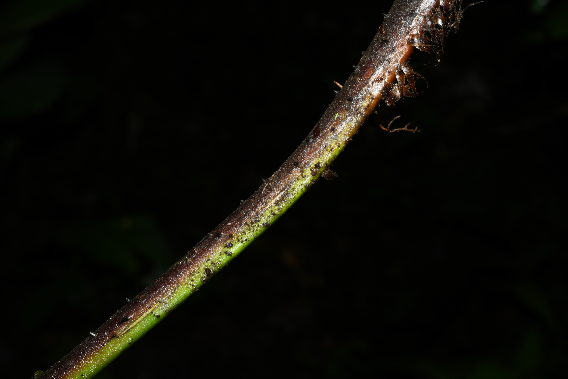 Cyathea oblonga (Klotzsch) Domin - Photo Bivouac Naturaliste