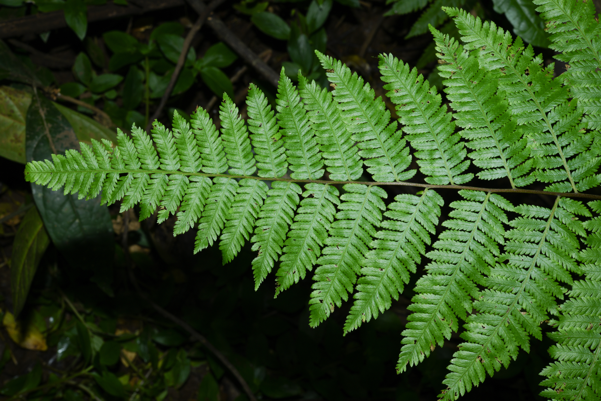 Cyathea microdonta (Desv.) Domin - Photo Bivouac Naturaliste