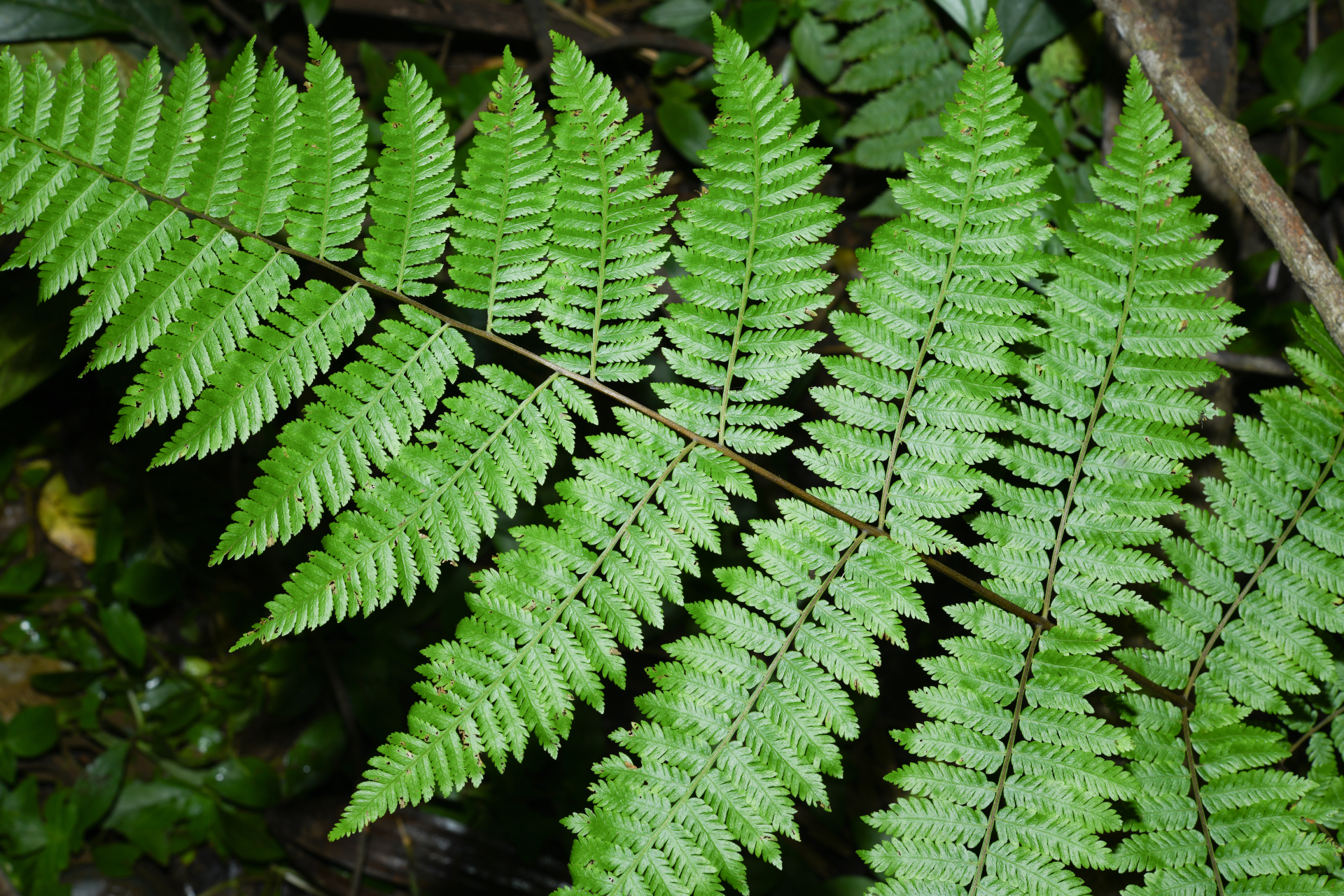 Cyathea microdonta (Desv.) Domin - Photo Bivouac Naturaliste