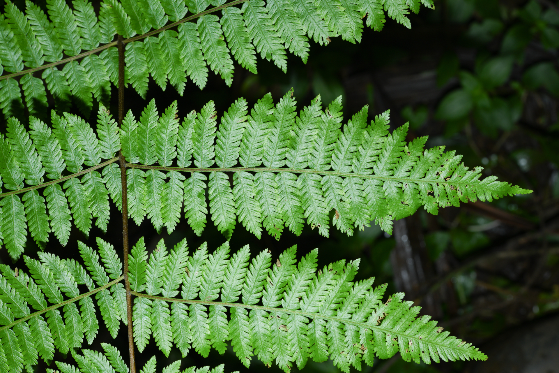Cyathea microdonta (Desv.) Domin - Photo Bivouac Naturaliste
