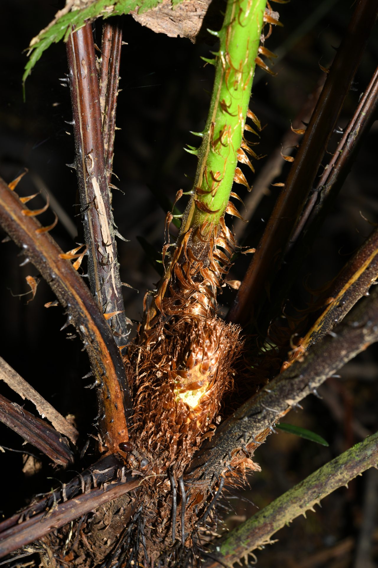 Cyathea microdonta (Desv.) Domin - Photo Bivouac Naturaliste