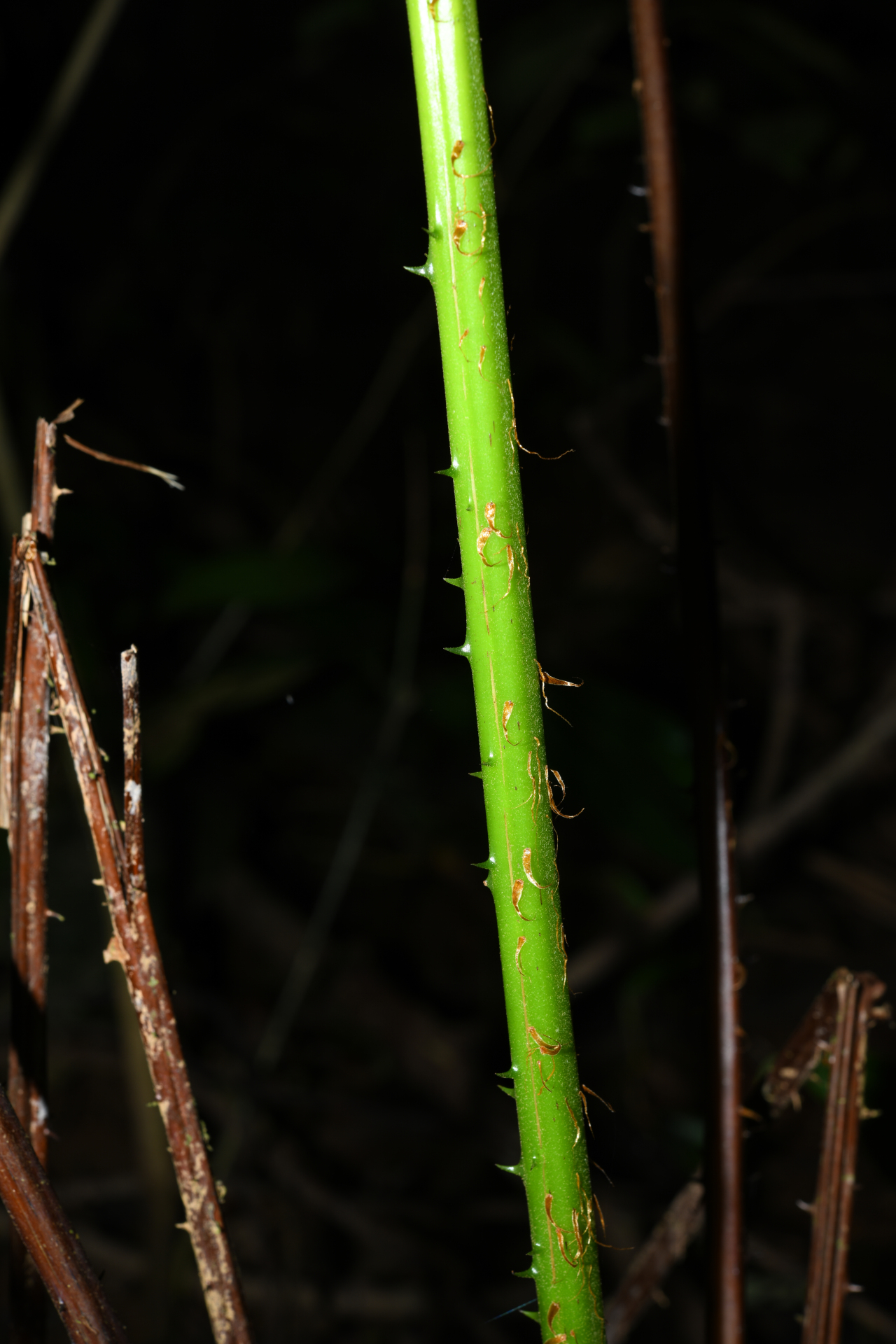 Cyathea microdonta (Desv.) Domin - Photo Bivouac Naturaliste