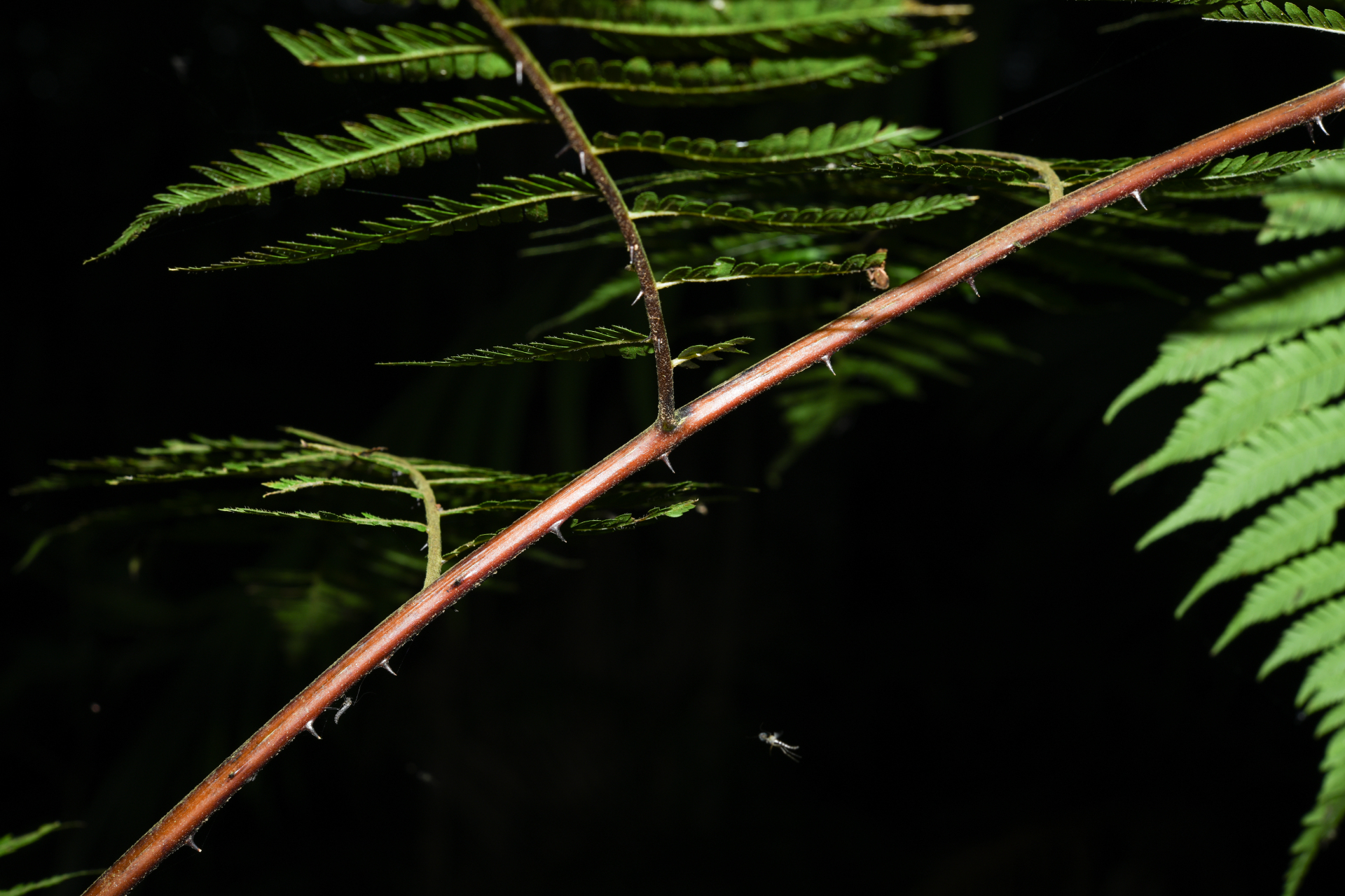 Cyathea microdonta (Desv.) Domin - Photo Bivouac Naturaliste