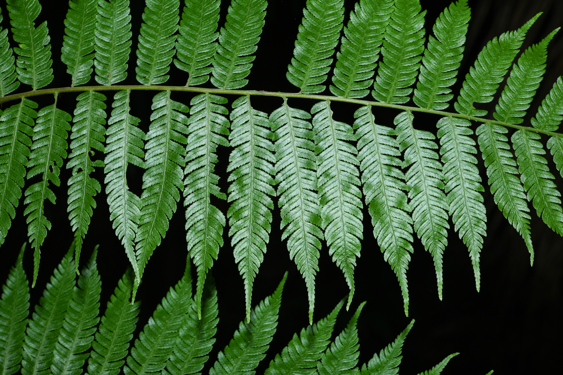 Cyathea microdonta (Desv.) Domin - Photo Bivouac Naturaliste