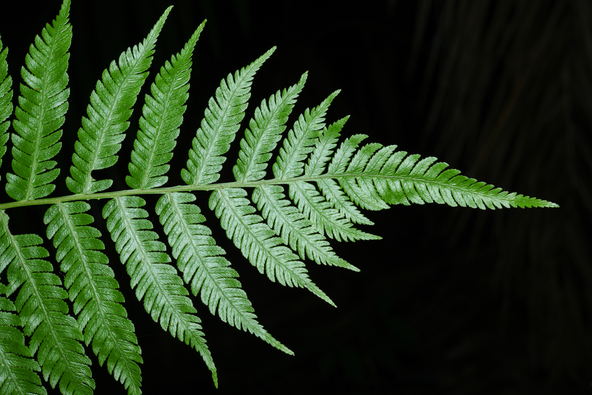 Cyathea microdonta (Desv.) Domin - Photo Bivouac Naturaliste