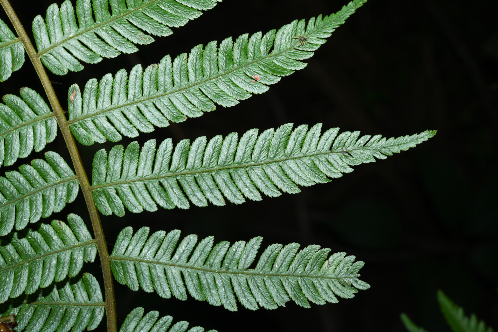 Cyathea microdonta (Desv.) Domin - Photo Bivouac Naturaliste