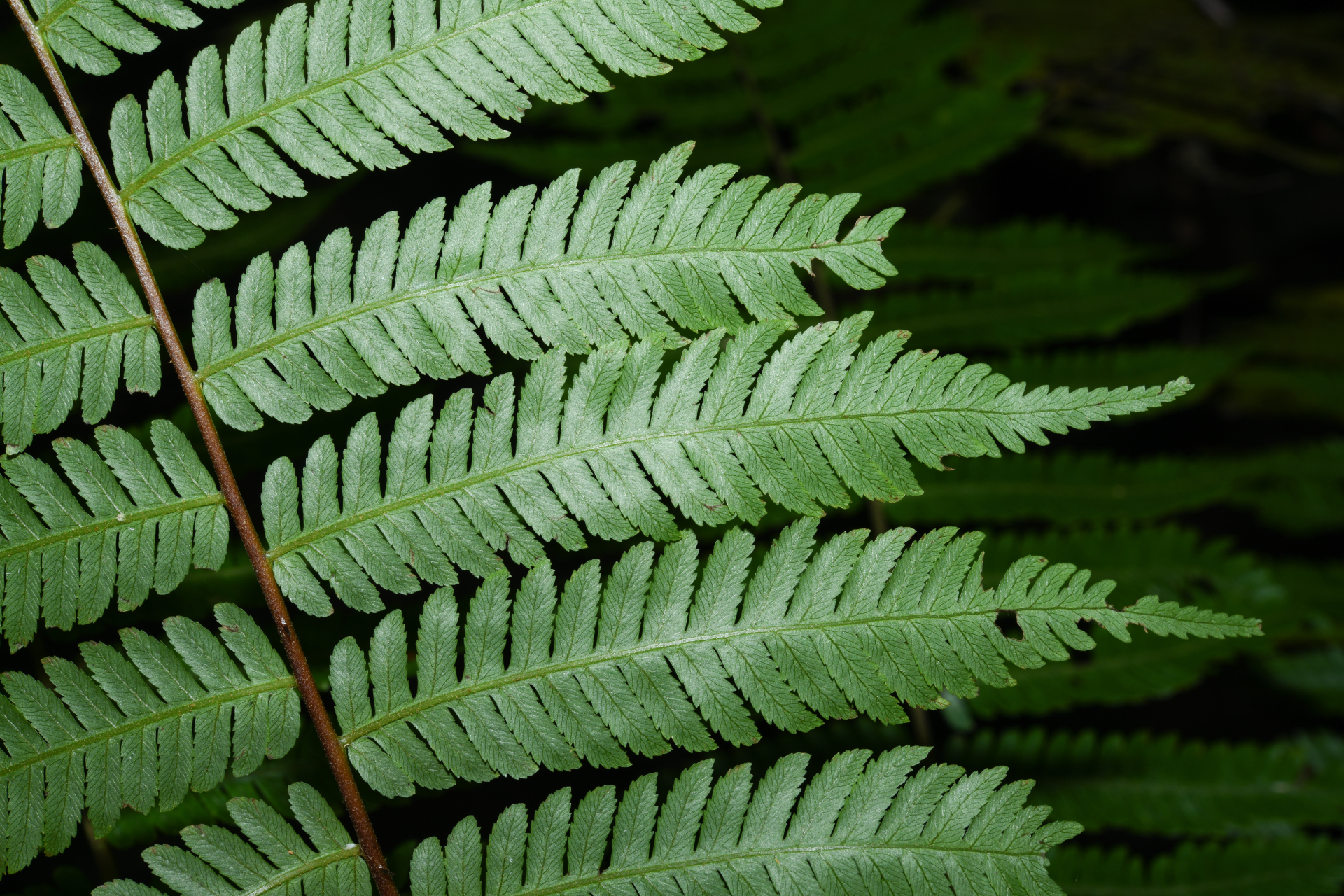 Cyathea microdonta (Desv.) Domin - Photo Bivouac Naturaliste