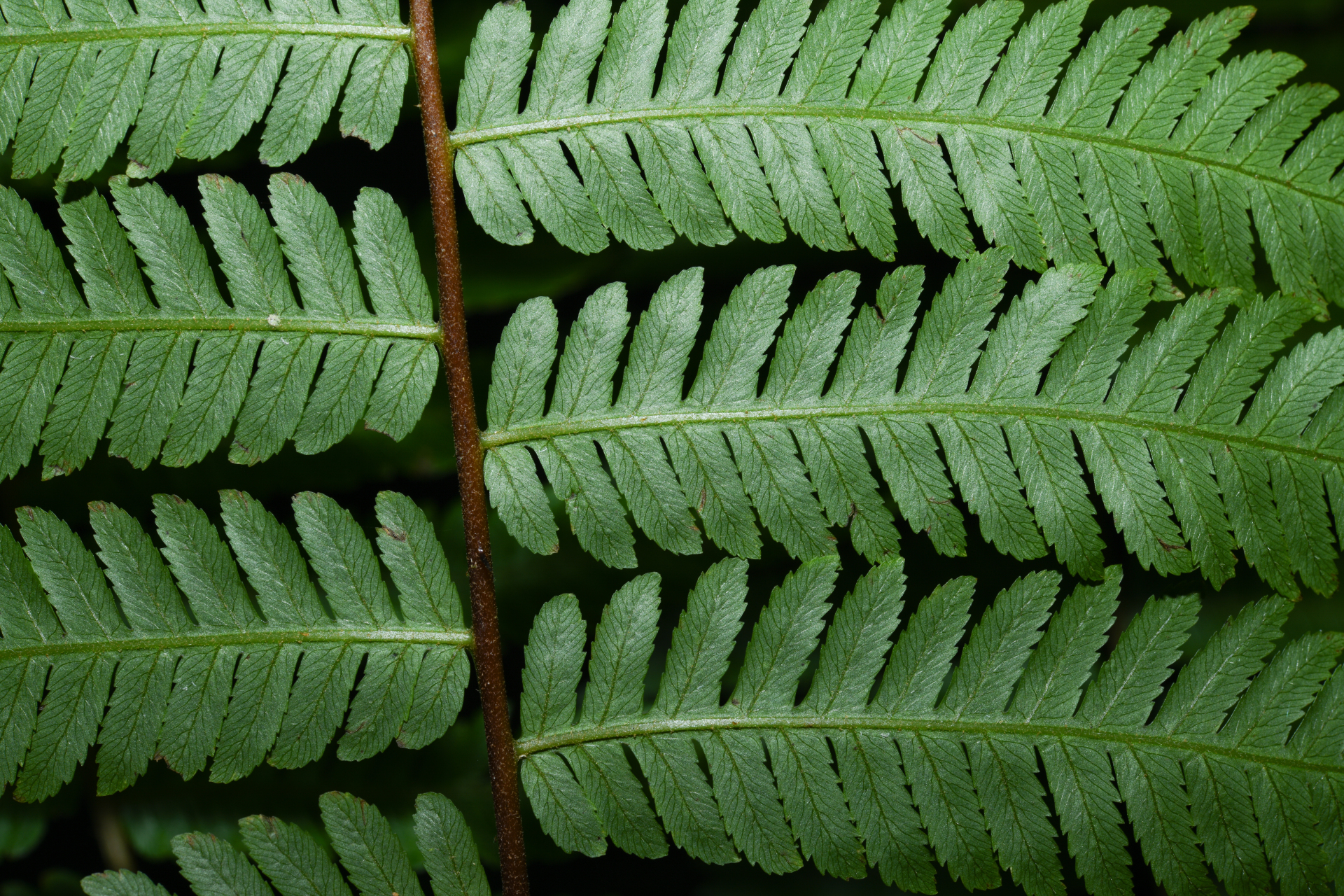 Cyathea microdonta (Desv.) Domin - Photo Bivouac Naturaliste