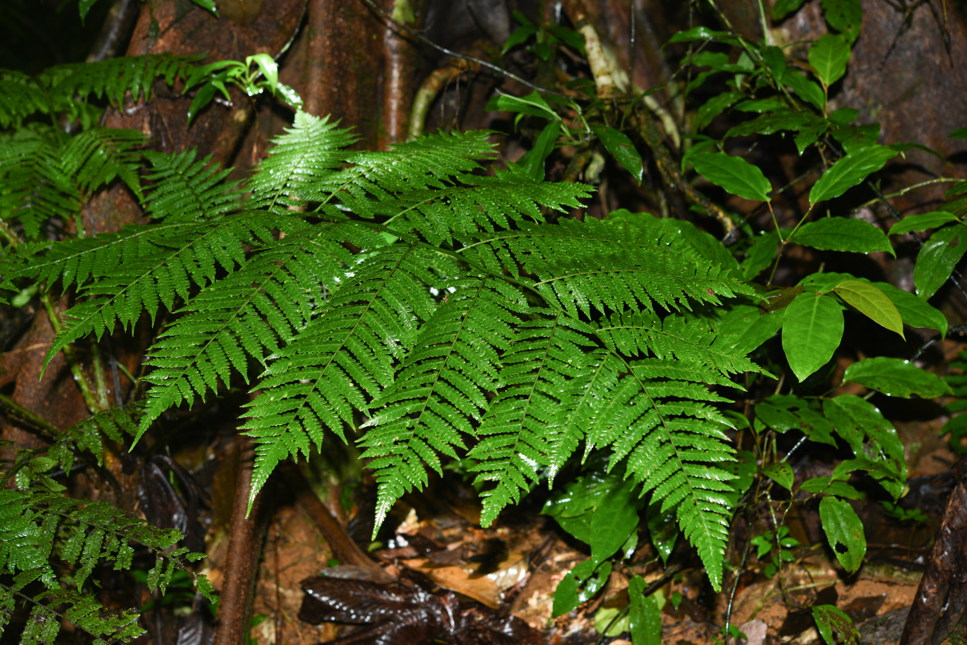 Cyathea boryana (Kuhn) Domin - Photo Bivouac Naturaliste