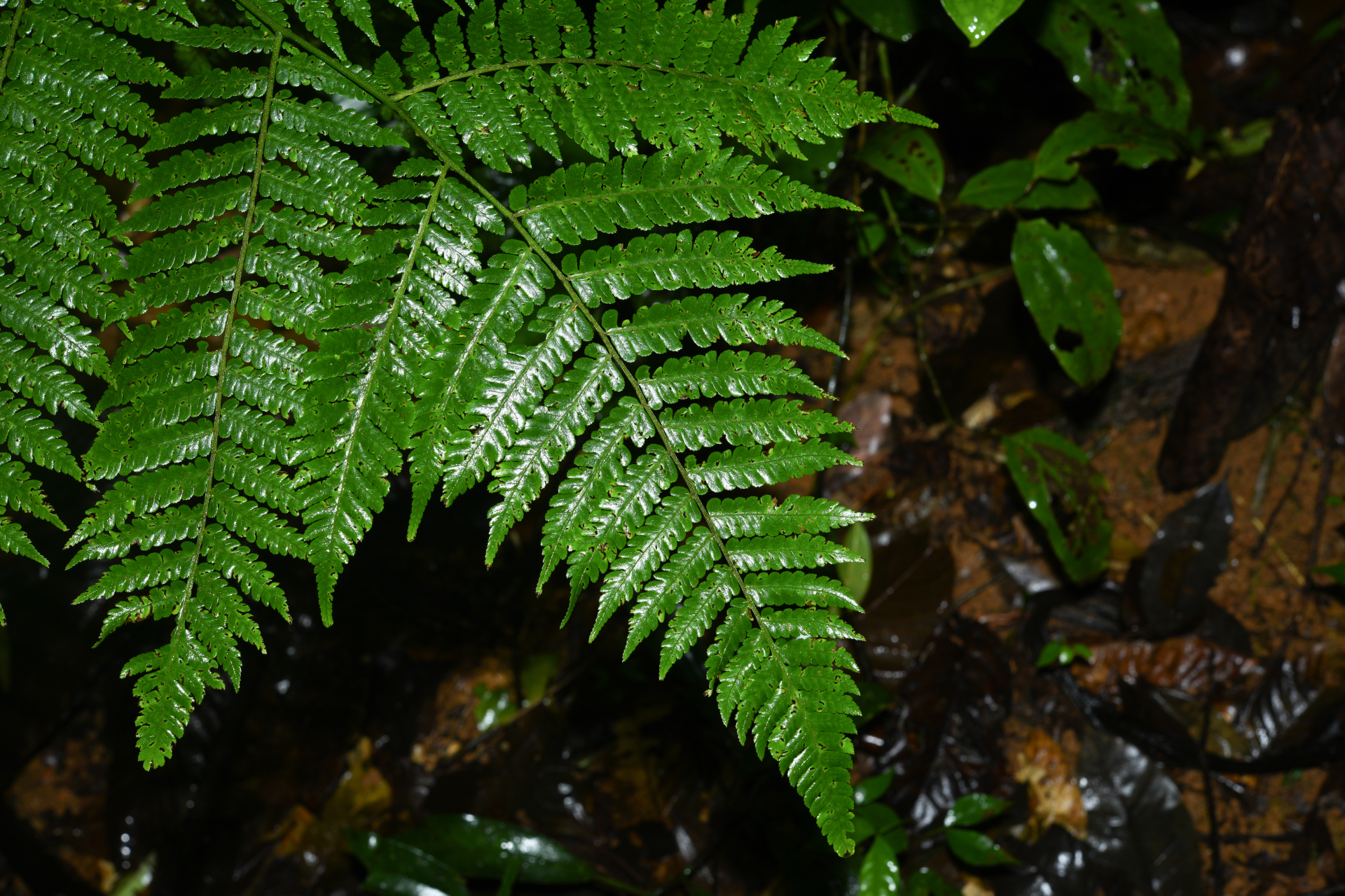 Cyathea boryana (Kuhn) Domin - Photo Bivouac Naturaliste