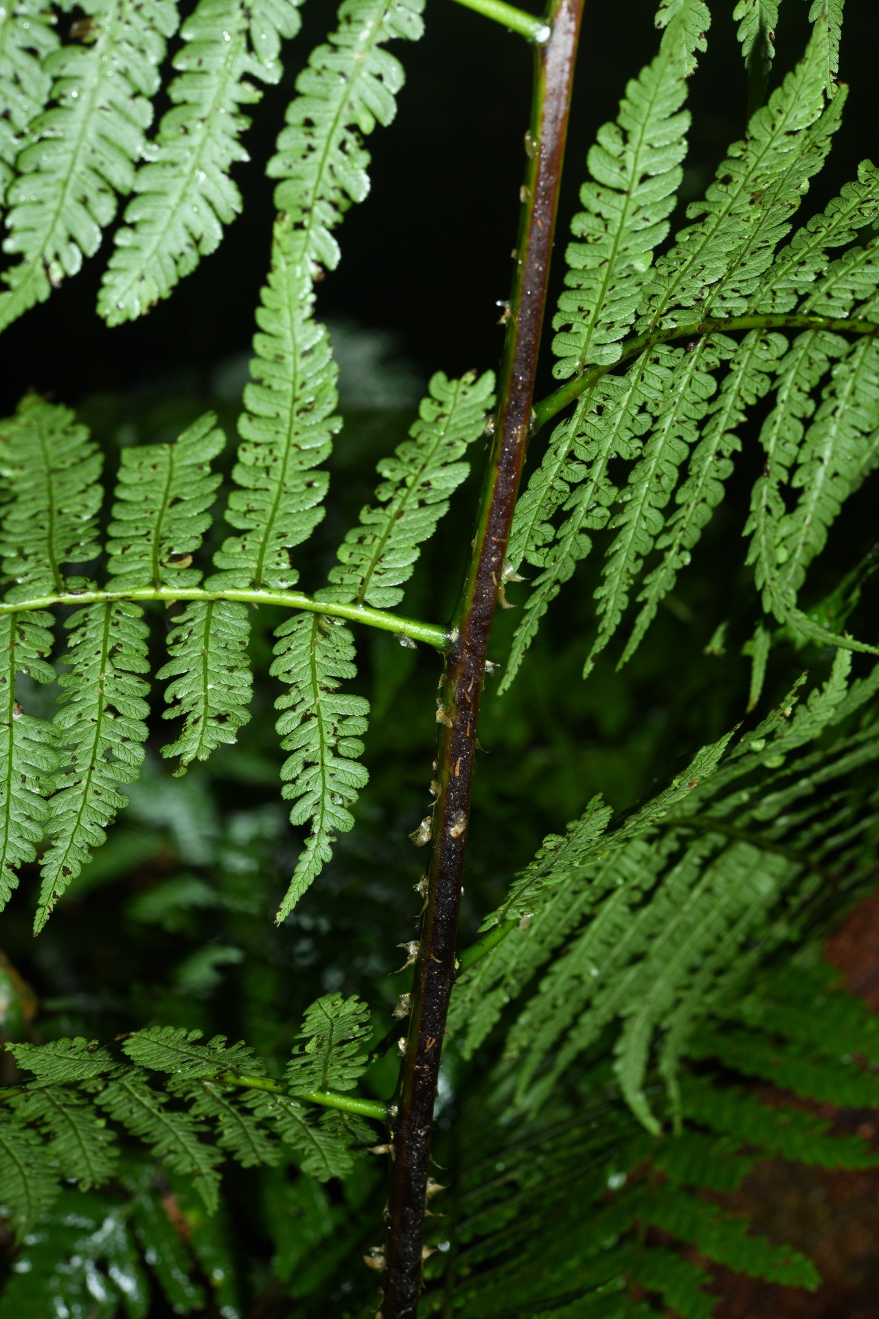 Cyathea boryana (Kuhn) Domin - Photo Bivouac Naturaliste