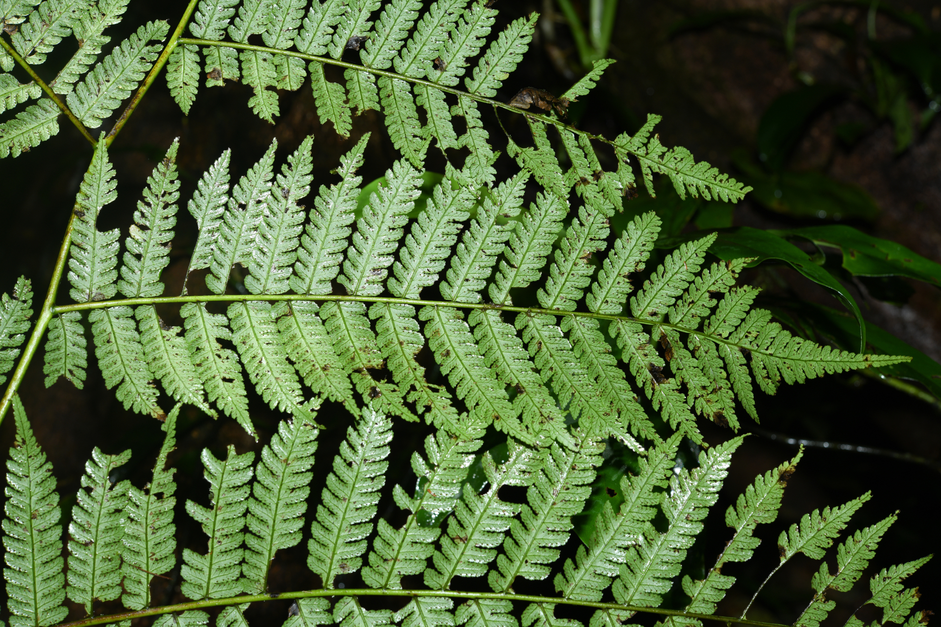 Cyathea boryana (Kuhn) Domin - Photo Bivouac Naturaliste