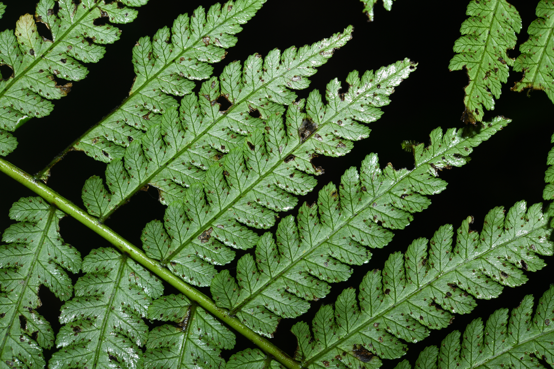 Cyathea boryana (Kuhn) Domin - Photo Bivouac Naturaliste