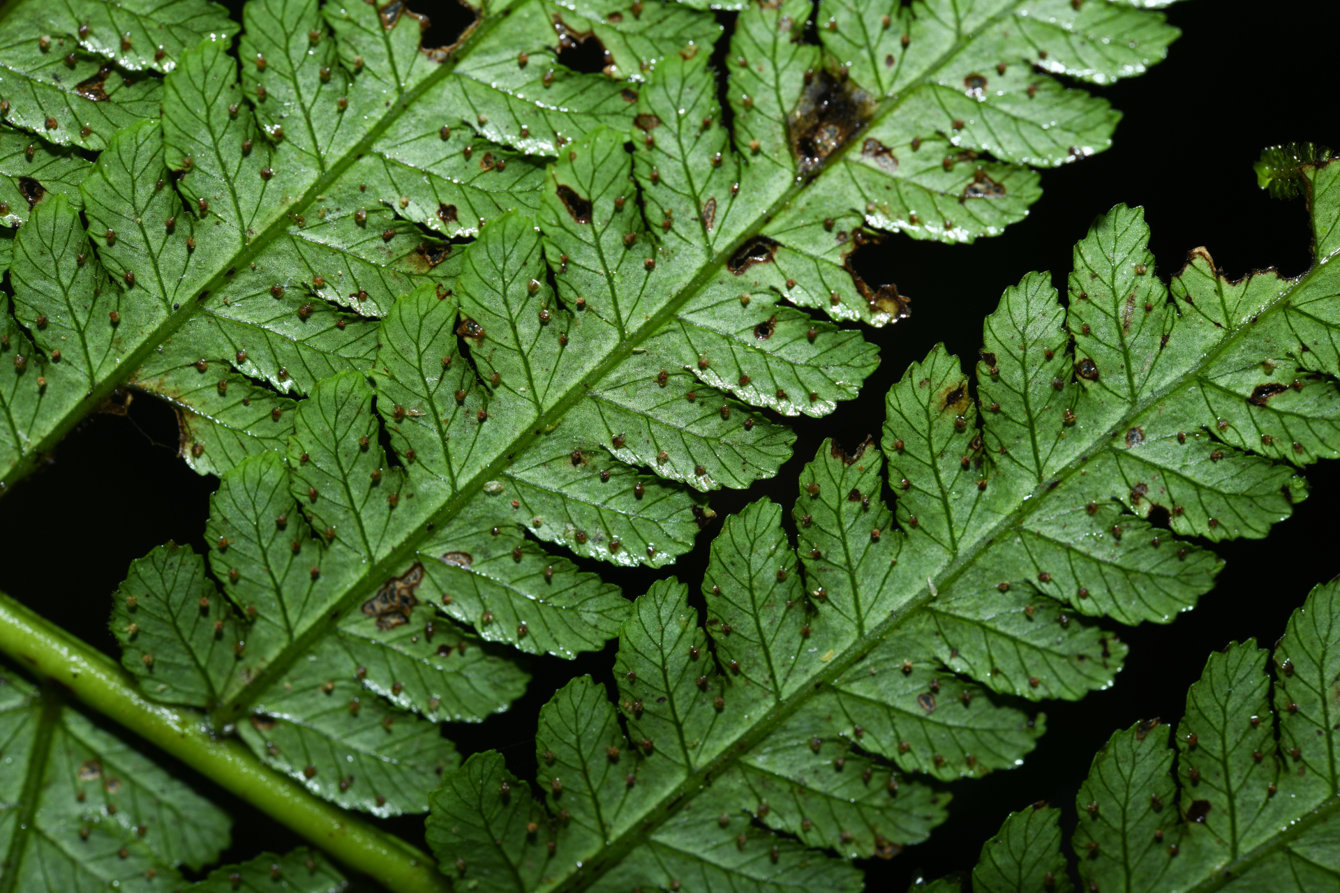 Cyathea boryana (Kuhn) Domin - Photo Bivouac Naturaliste