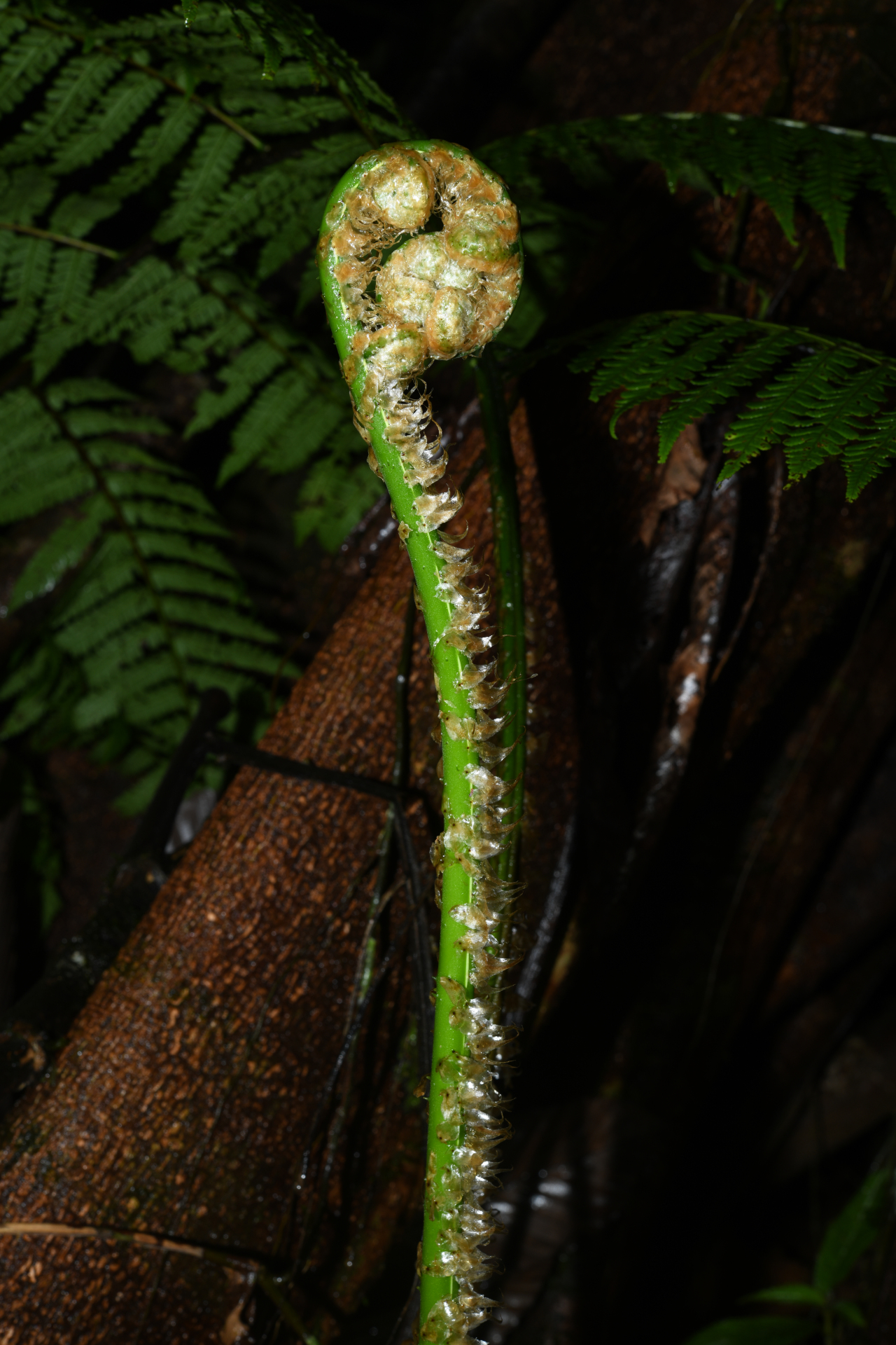 Cyathea boryana (Kuhn) Domin - Photo Bivouac Naturaliste