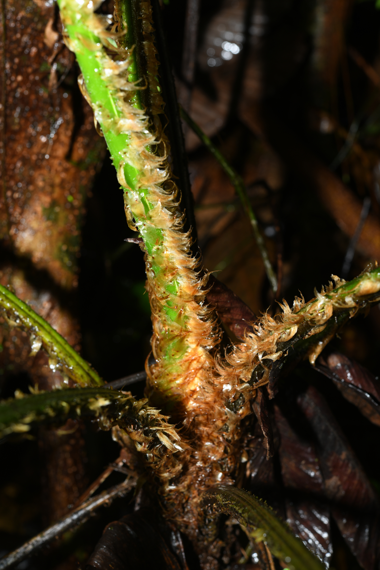 Cyathea boryana (Kuhn) Domin - Photo Bivouac Naturaliste