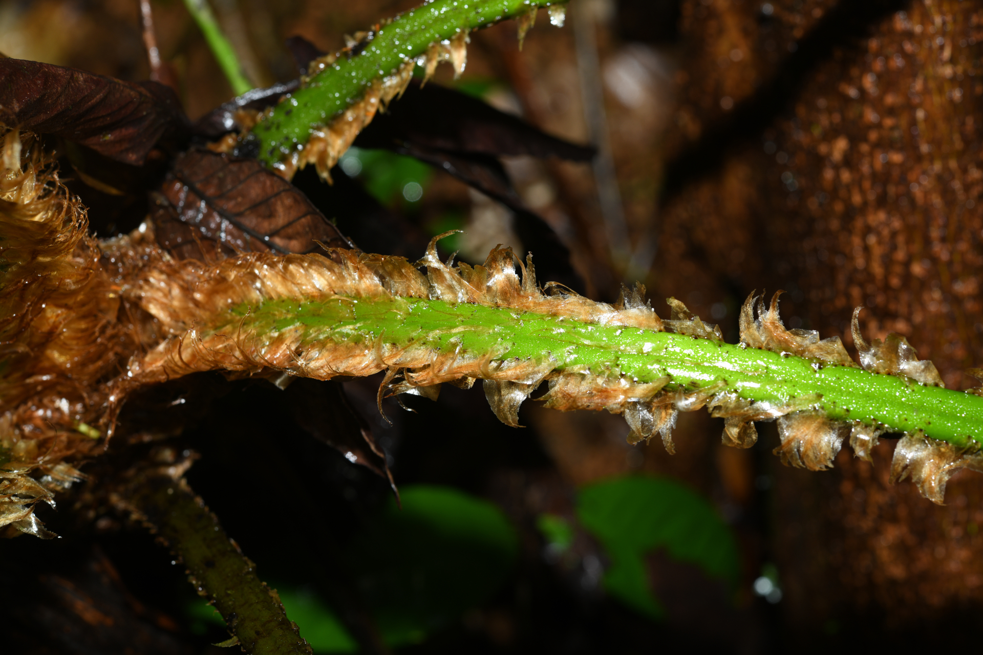 Cyathea boryana (Kuhn) Domin - Photo Bivouac Naturaliste