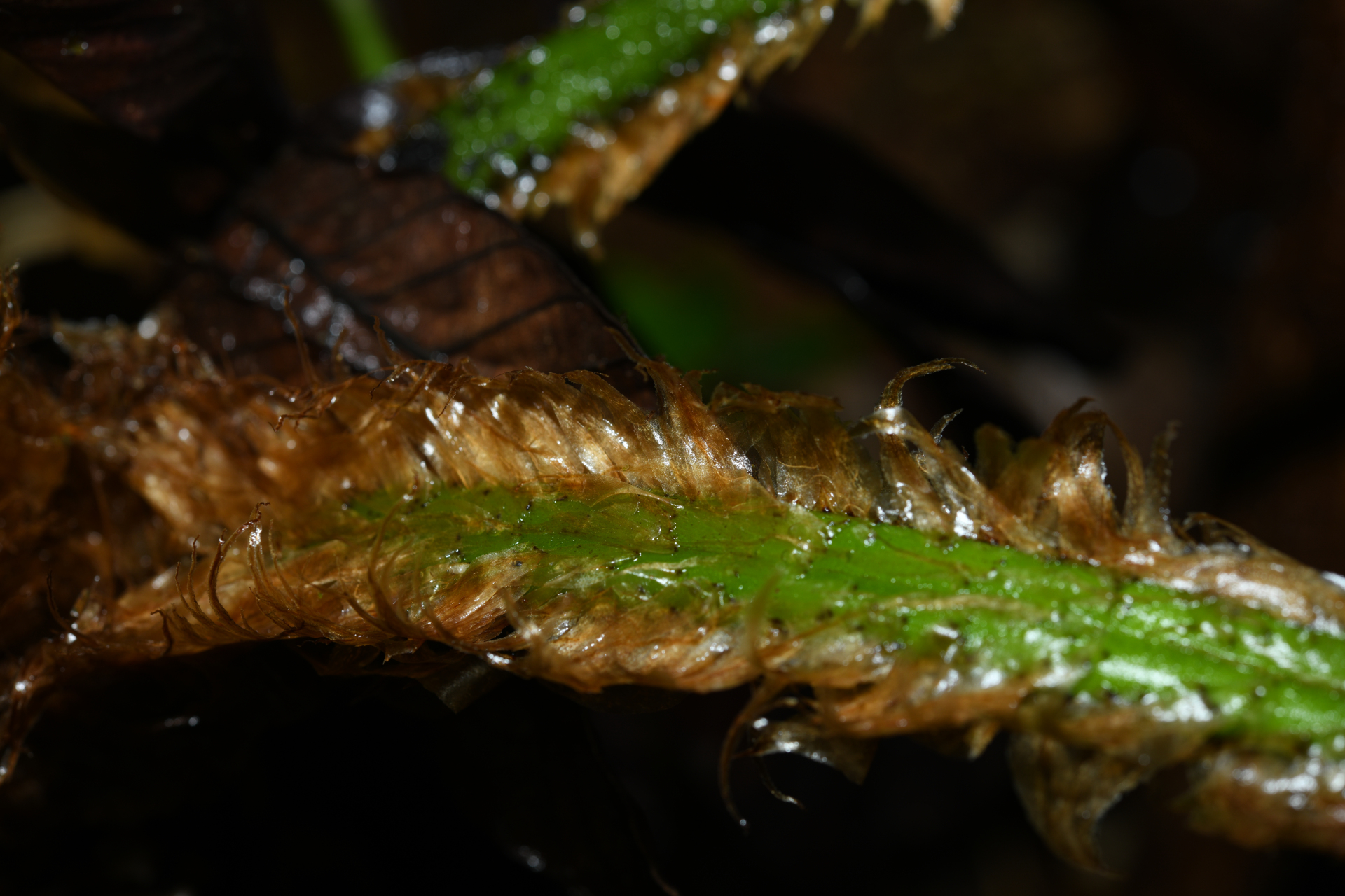 Cyathea boryana (Kuhn) Domin - Photo Bivouac Naturaliste