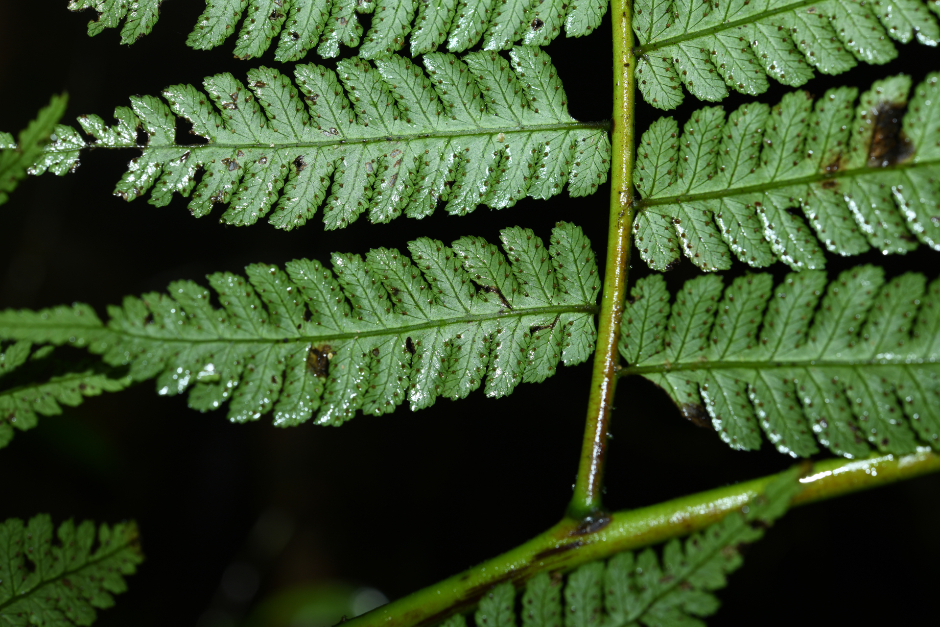 Cyathea boryana (Kuhn) Domin - Photo Bivouac Naturaliste