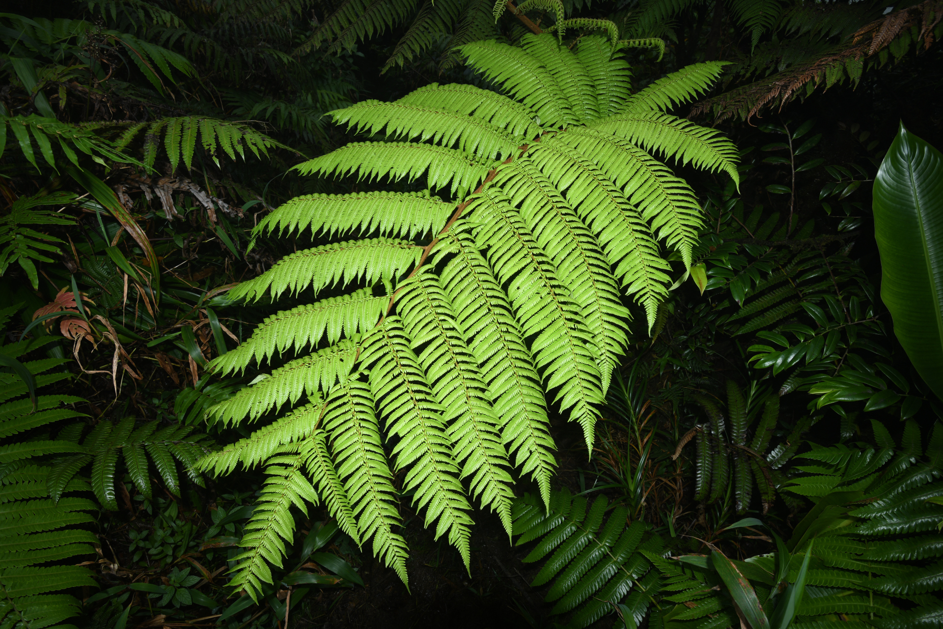 Alsophila imrayana (Hook.) Conant - Photo Bivouac Naturaliste