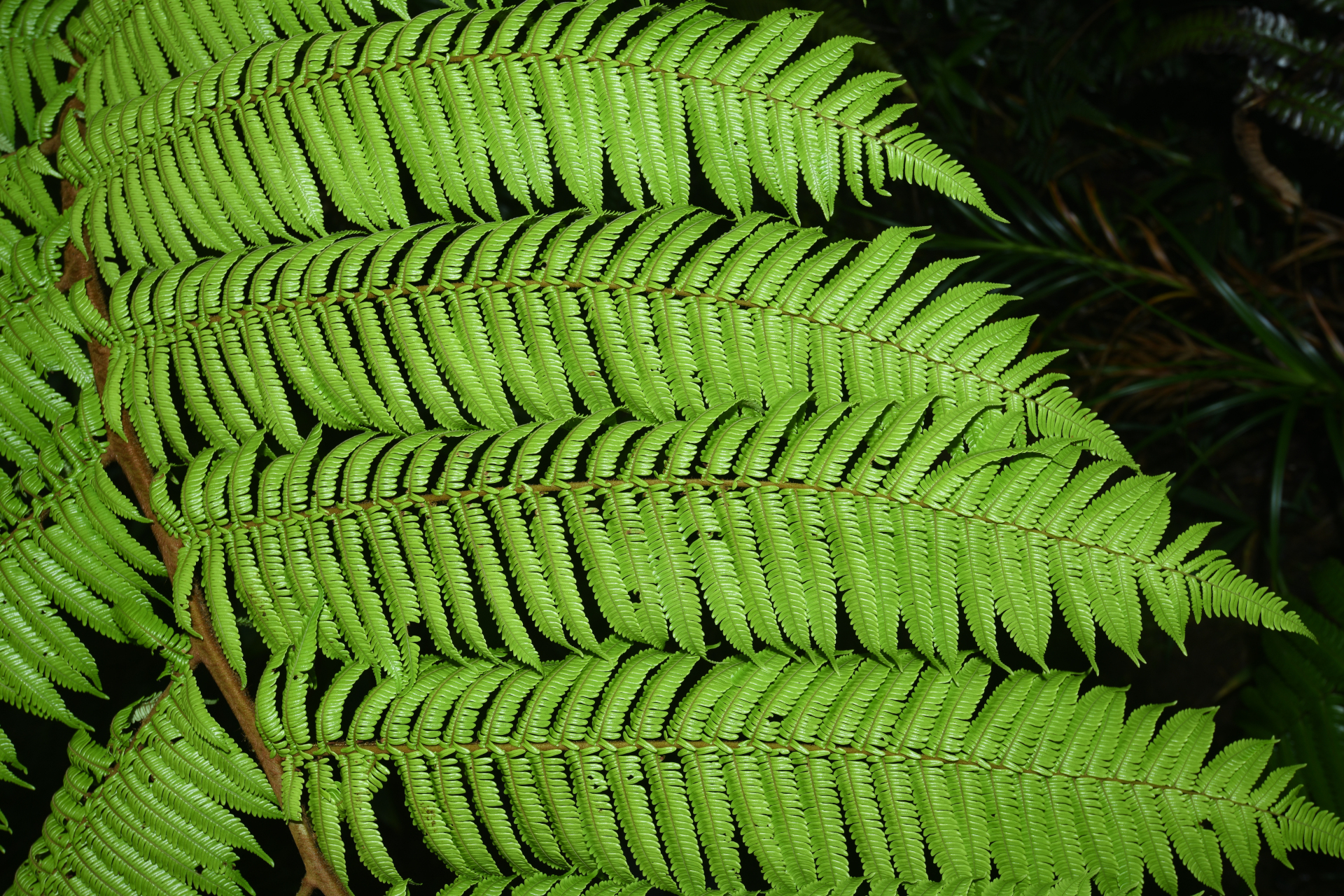 Alsophila imrayana (Hook.) Conant - Photo Bivouac Naturaliste
