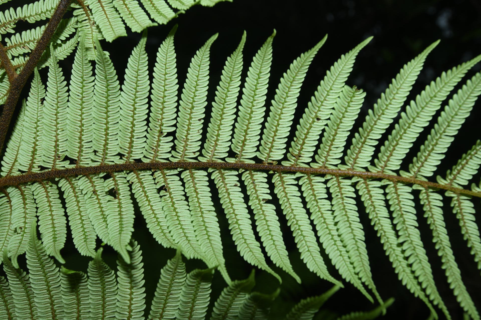 Alsophila imrayana (Hook.) Conant - Photo Bivouac Naturaliste