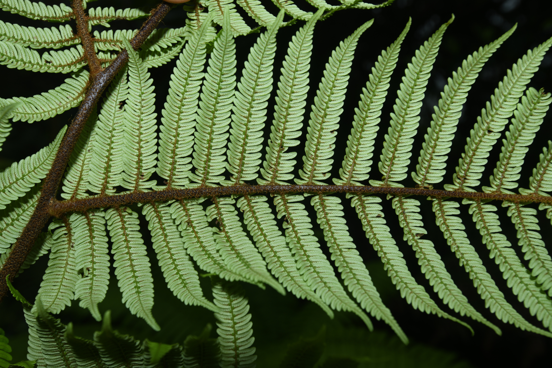 Alsophila imrayana (Hook.) Conant - Photo Bivouac Naturaliste