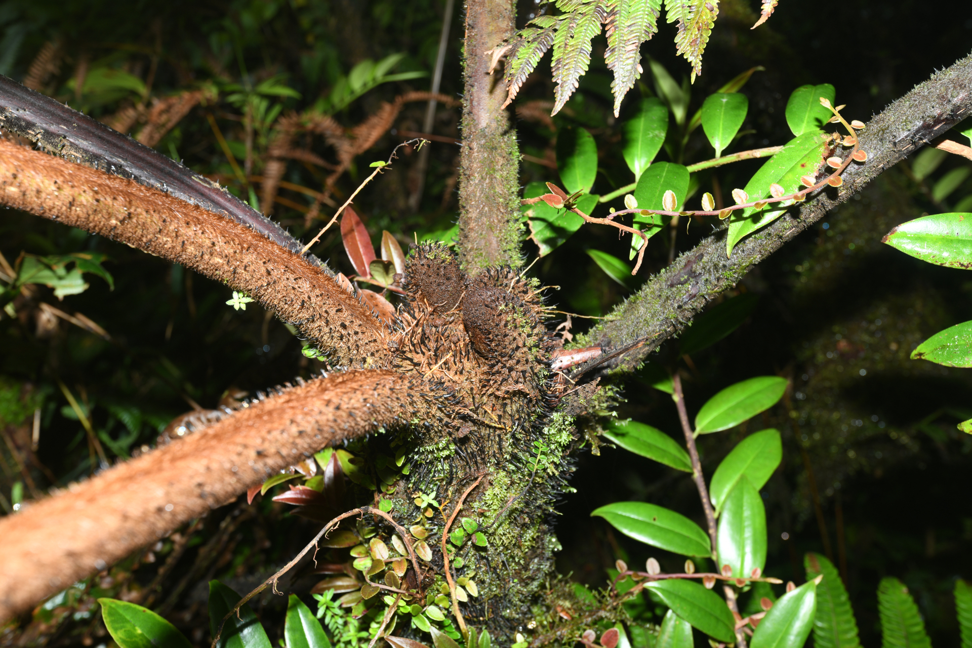 Alsophila imrayana (Hook.) Conant - Photo Bivouac Naturaliste