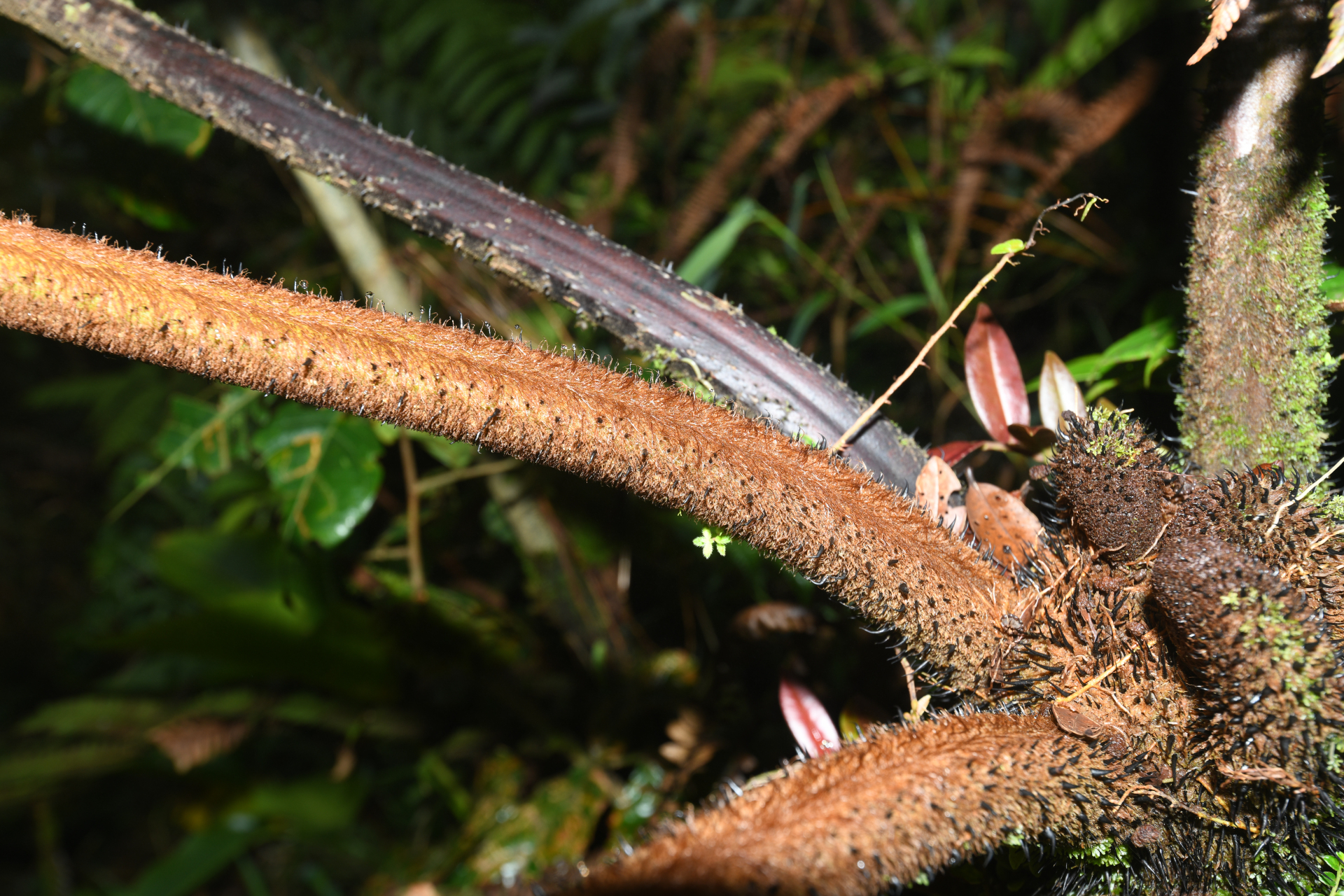 Alsophila imrayana (Hook.) Conant - Photo Bivouac Naturaliste