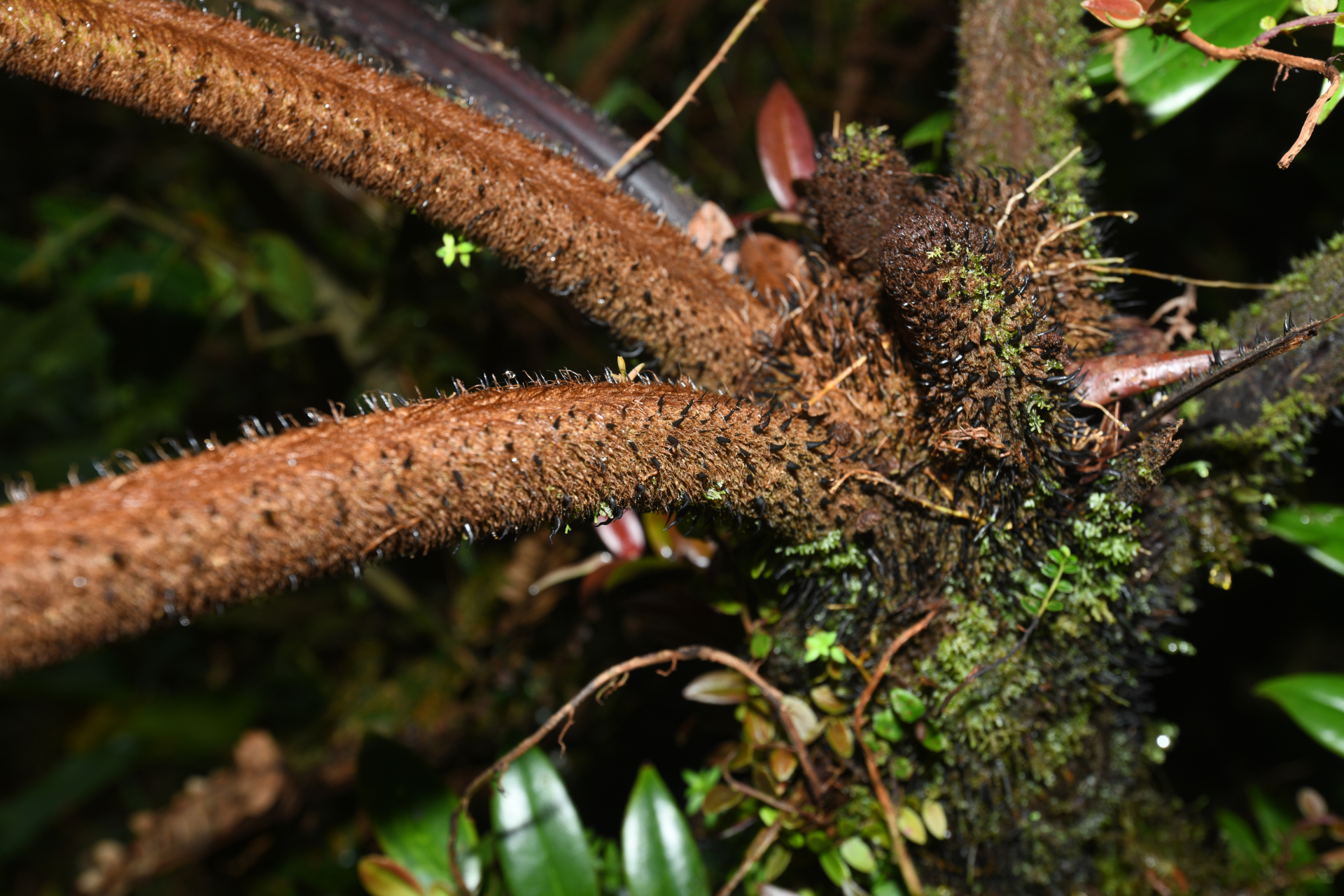 Alsophila imrayana (Hook.) Conant - Photo Bivouac Naturaliste
