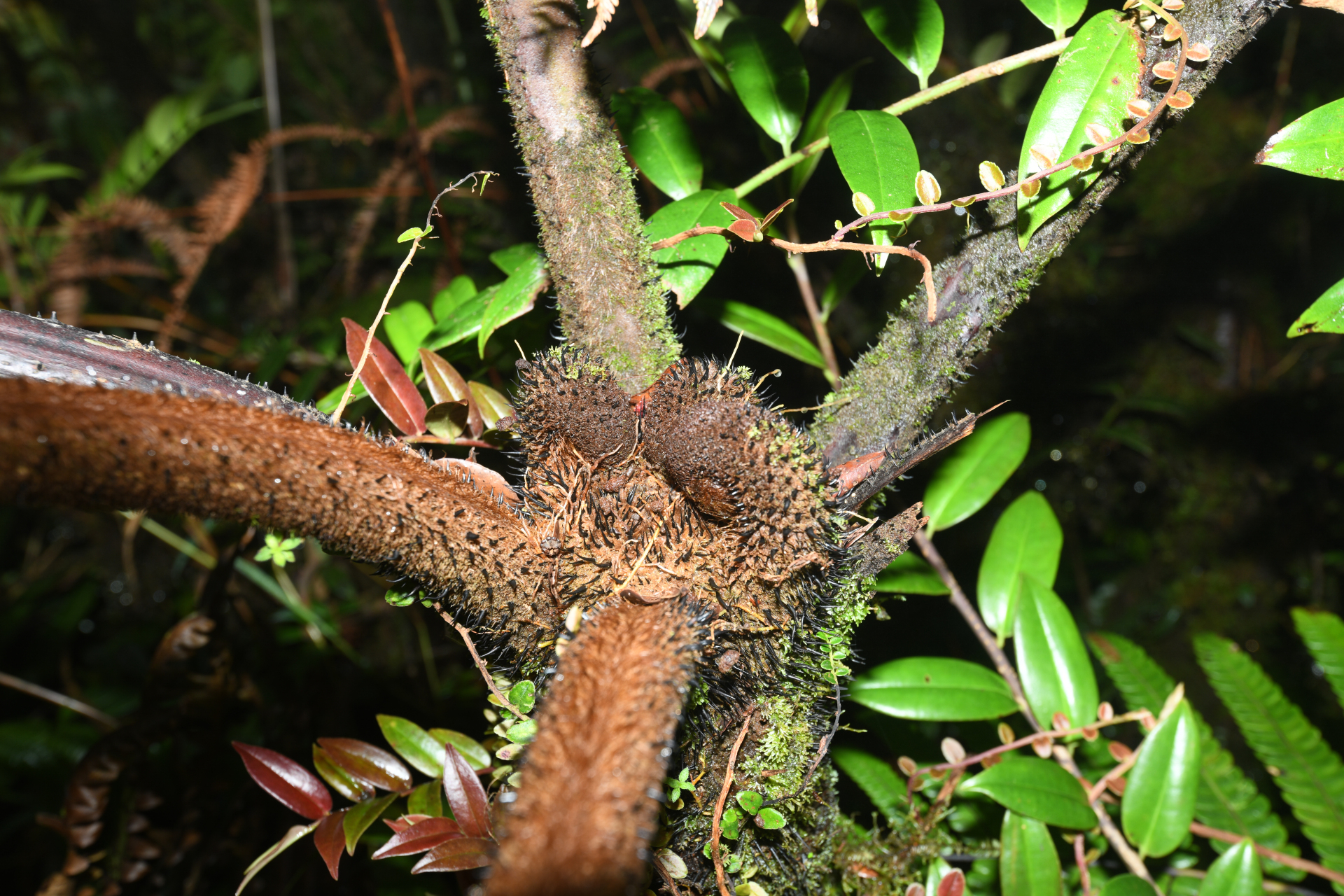 Alsophila imrayana (Hook.) Conant - Photo Bivouac Naturaliste