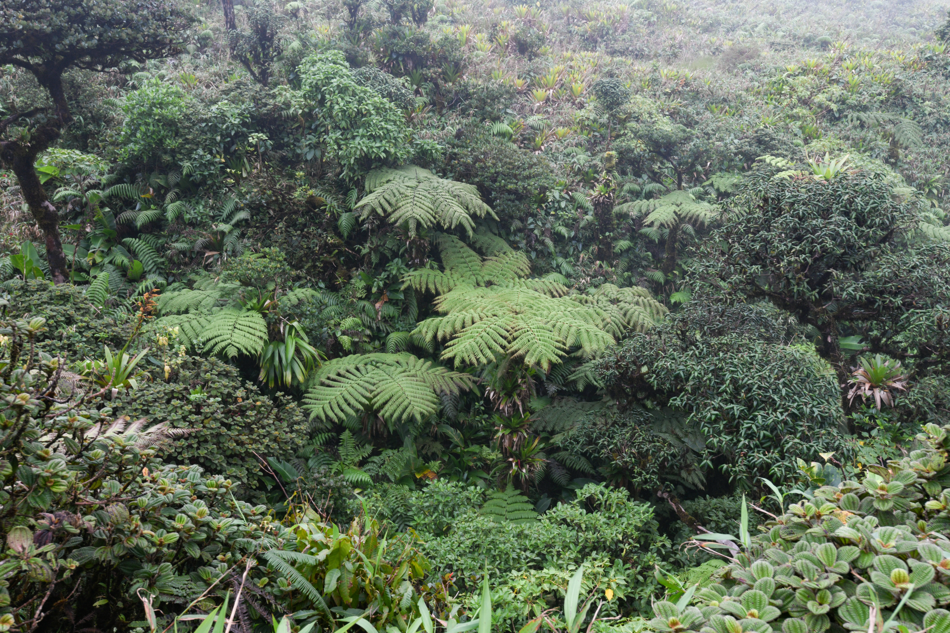 Alsophila imrayana (Hook.) Conant - Photo Bivouac Naturaliste