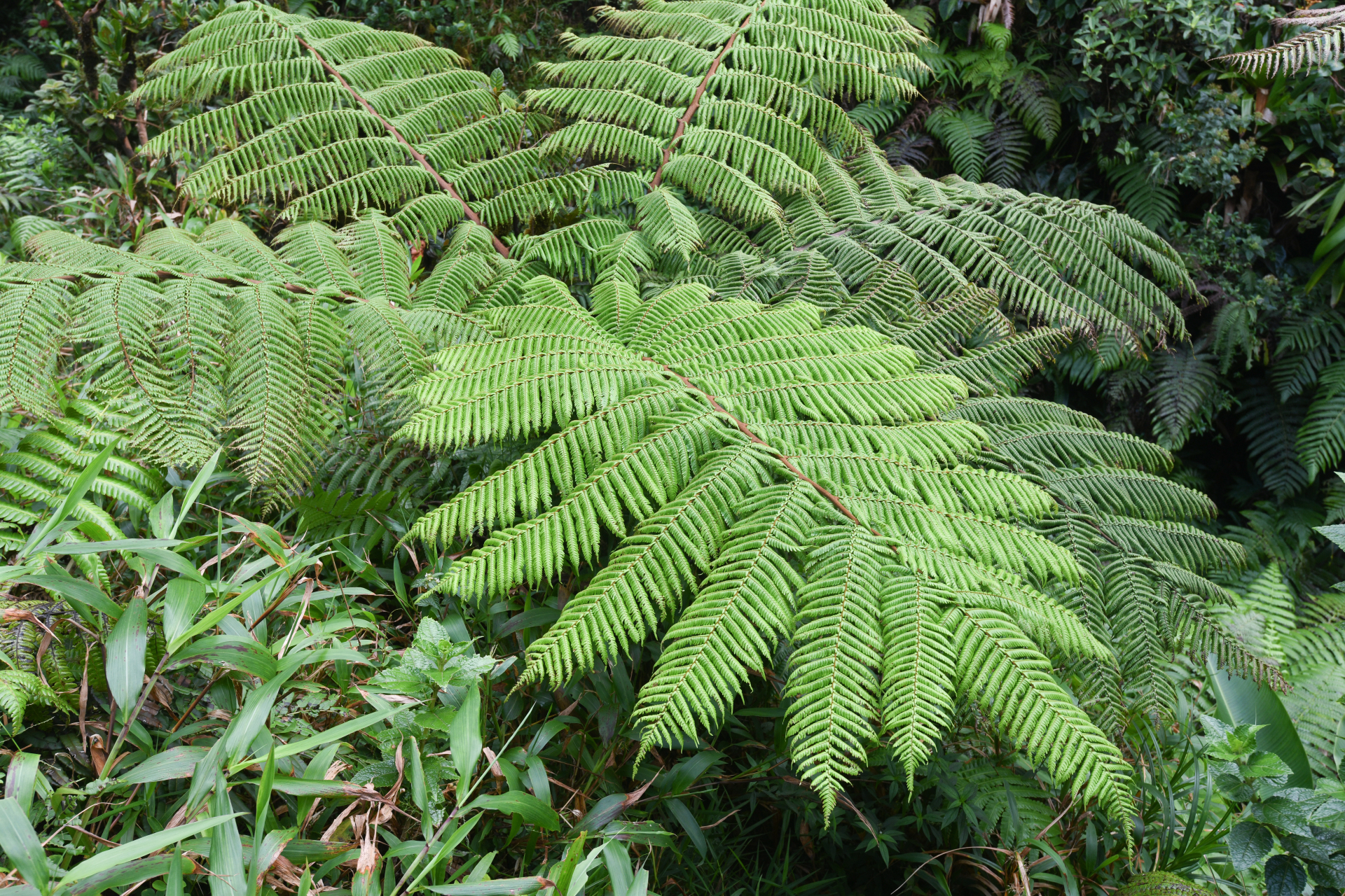 Alsophila imrayana (Hook.) Conant - Photo Bivouac Naturaliste