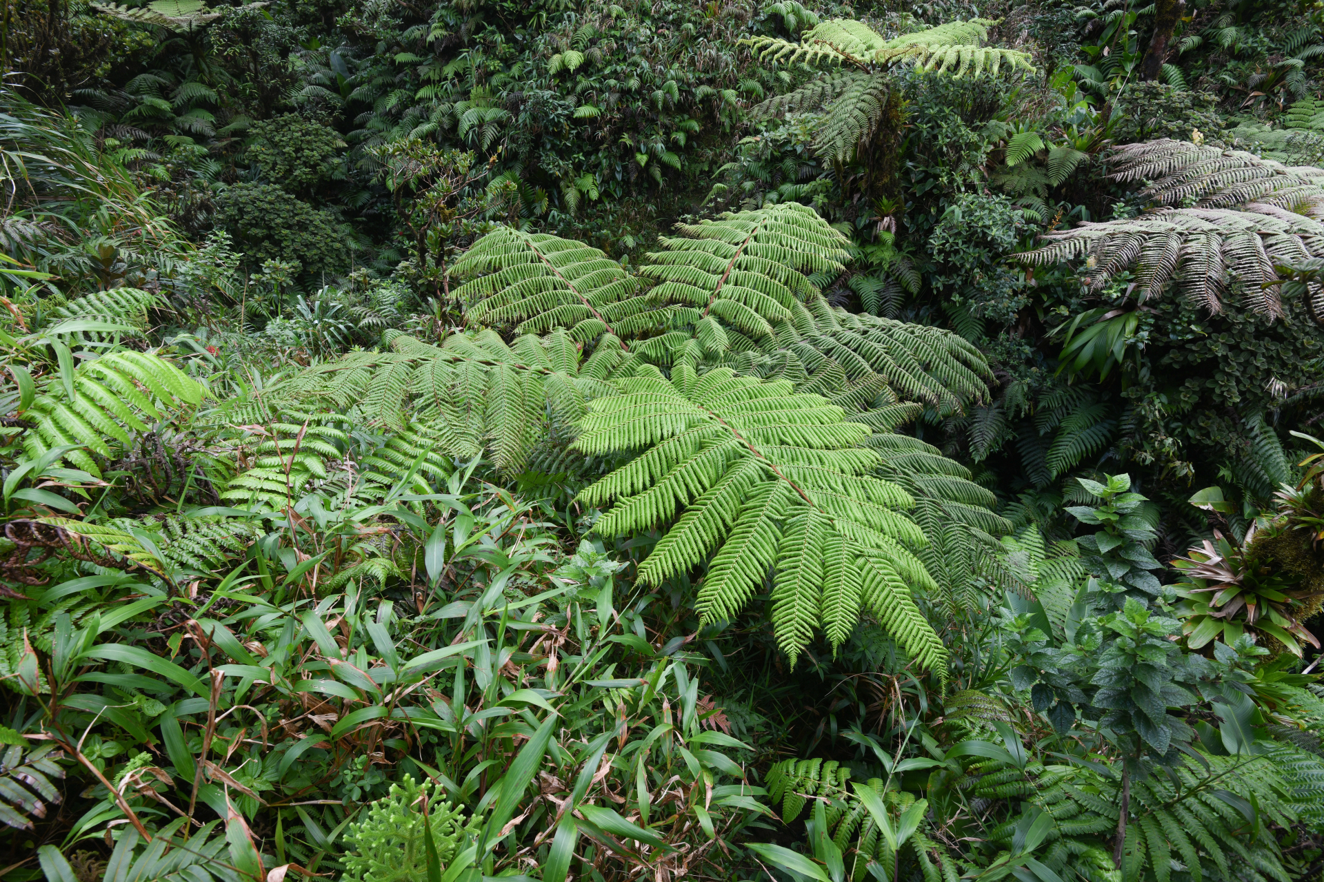 Alsophila imrayana (Hook.) Conant - Photo Bivouac Naturaliste